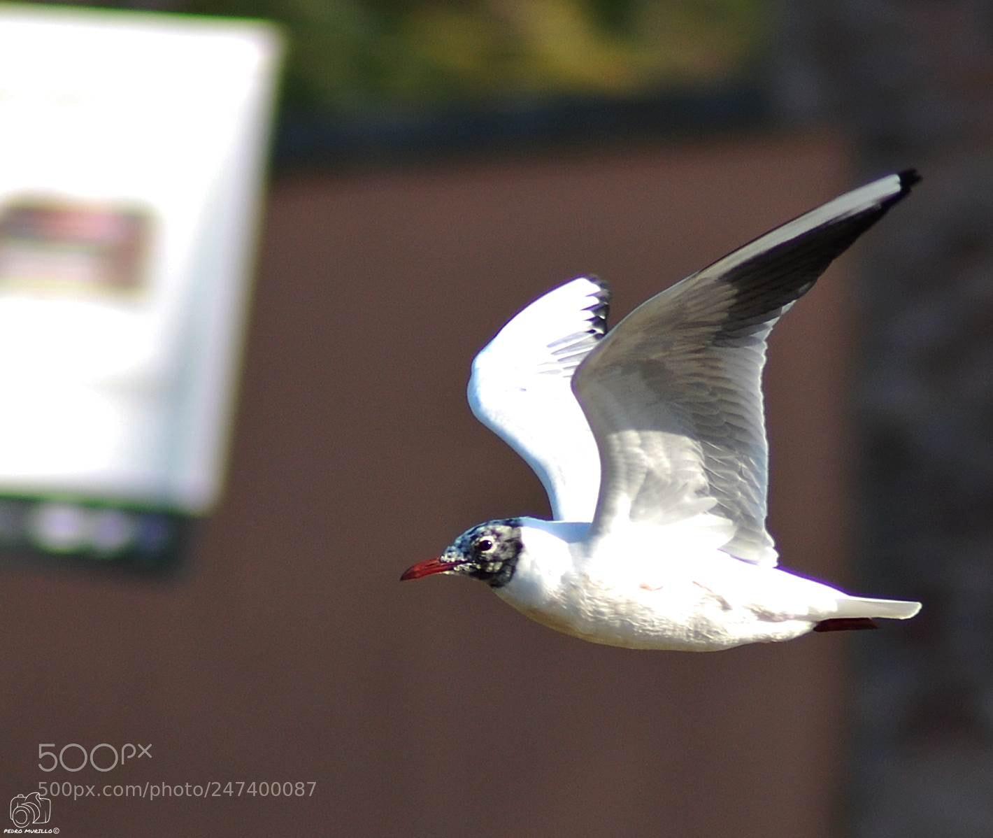 Nikon D60 sample photo. Untitled photography