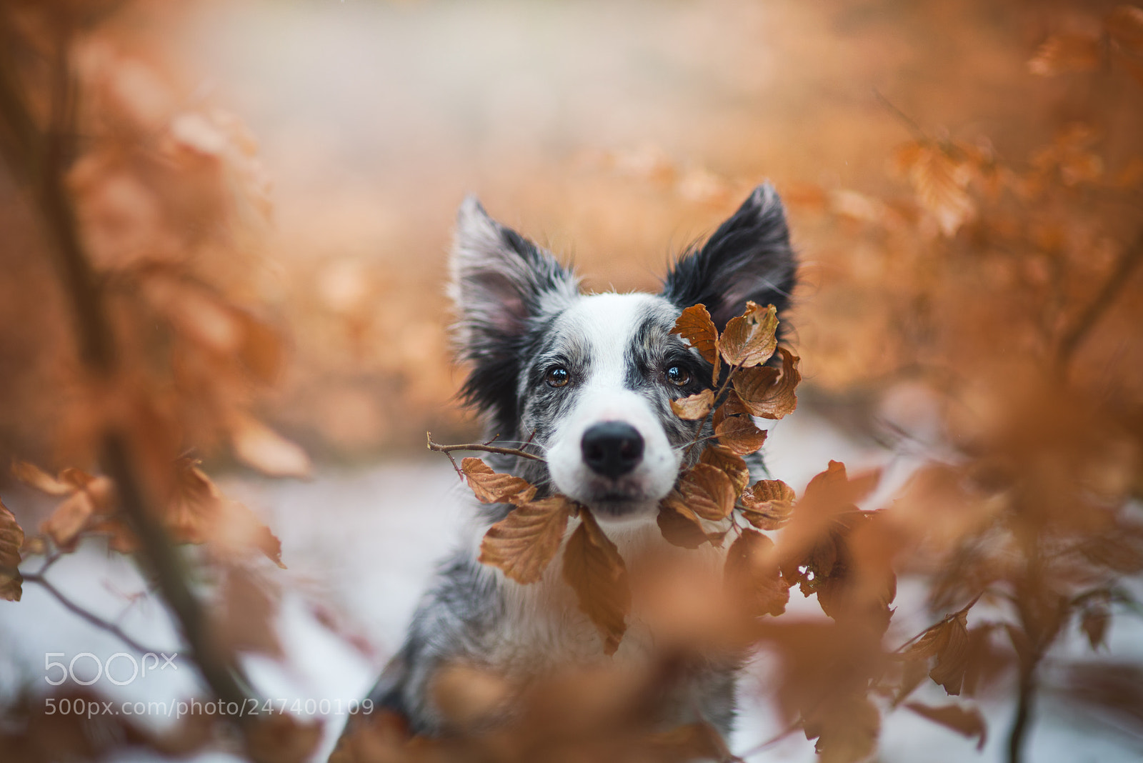 Nikon D610 sample photo. Winter or spring? photography