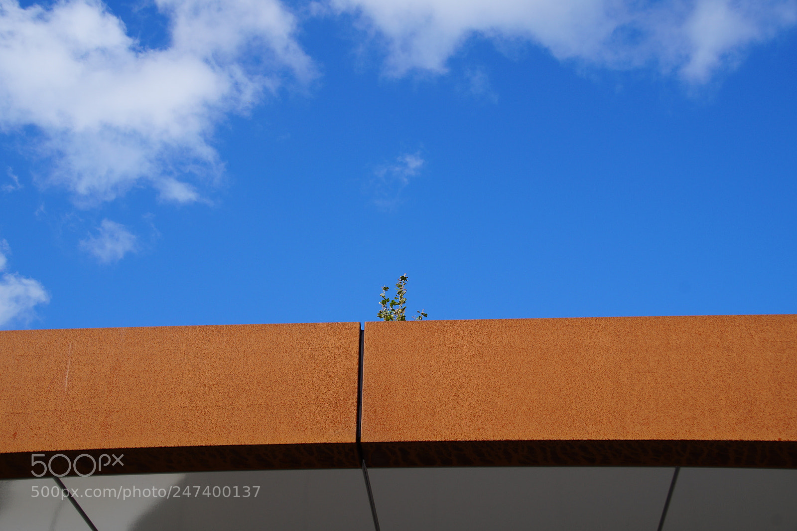 Sony SLT-A58 sample photo. Unexpected green photography