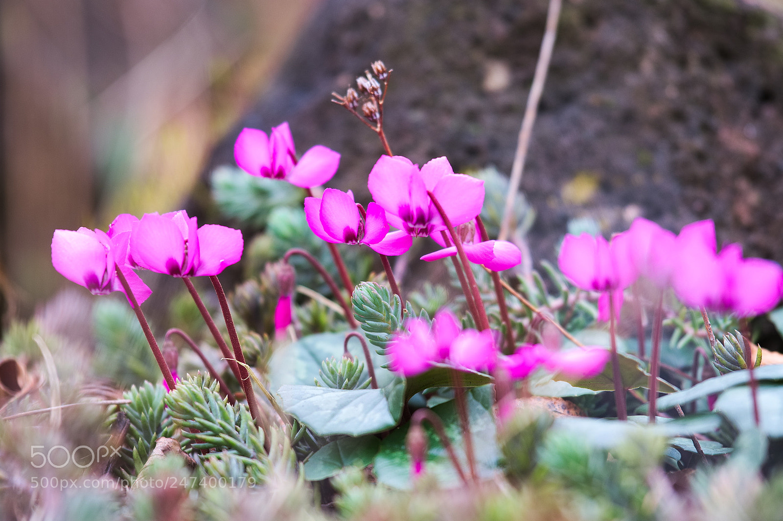 Fujifilm X-T20 sample photo. Cyclamen photography