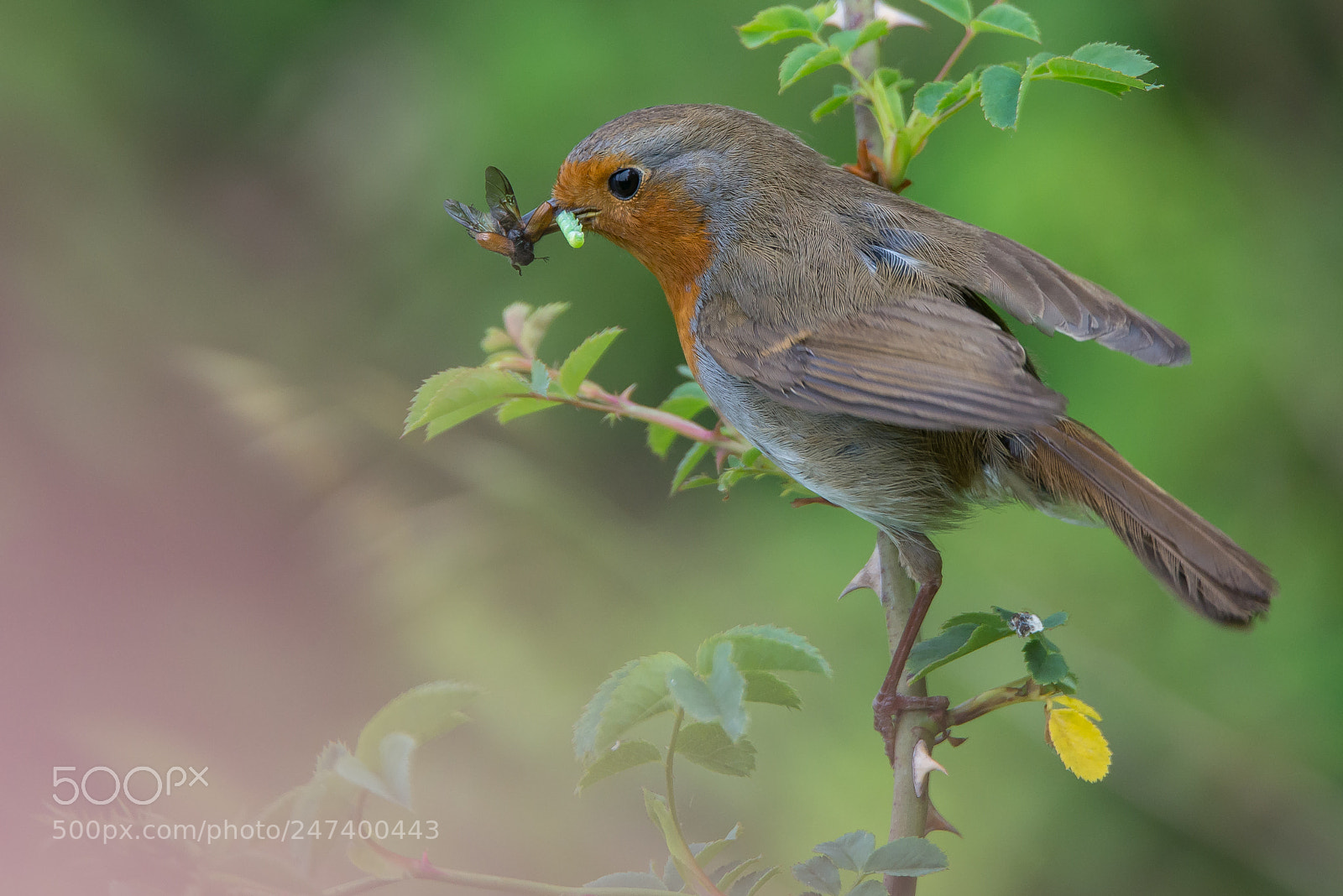 Nikon D610 sample photo. Robin photography