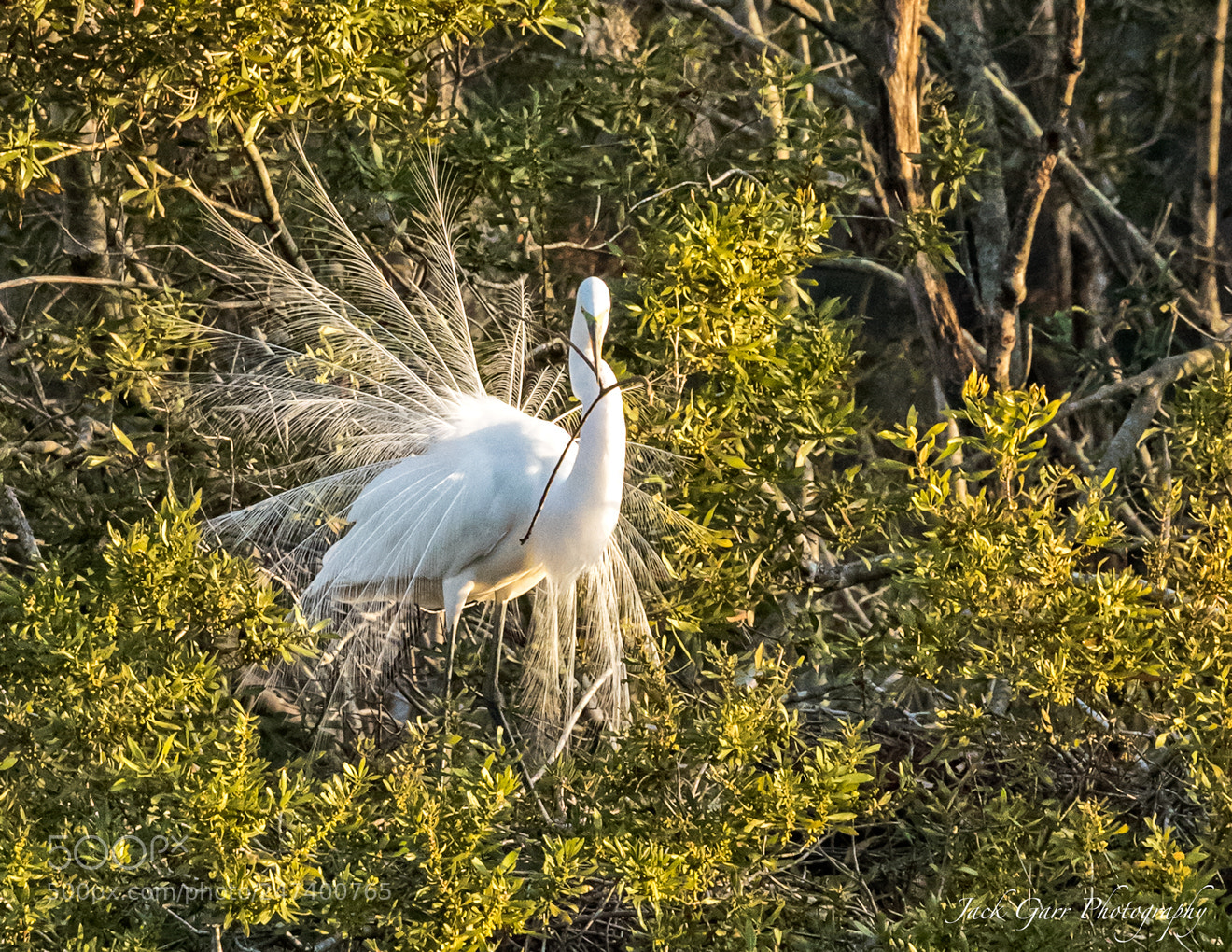 Canon EOS-1D X Mark II sample photo. Great white egret mating photography