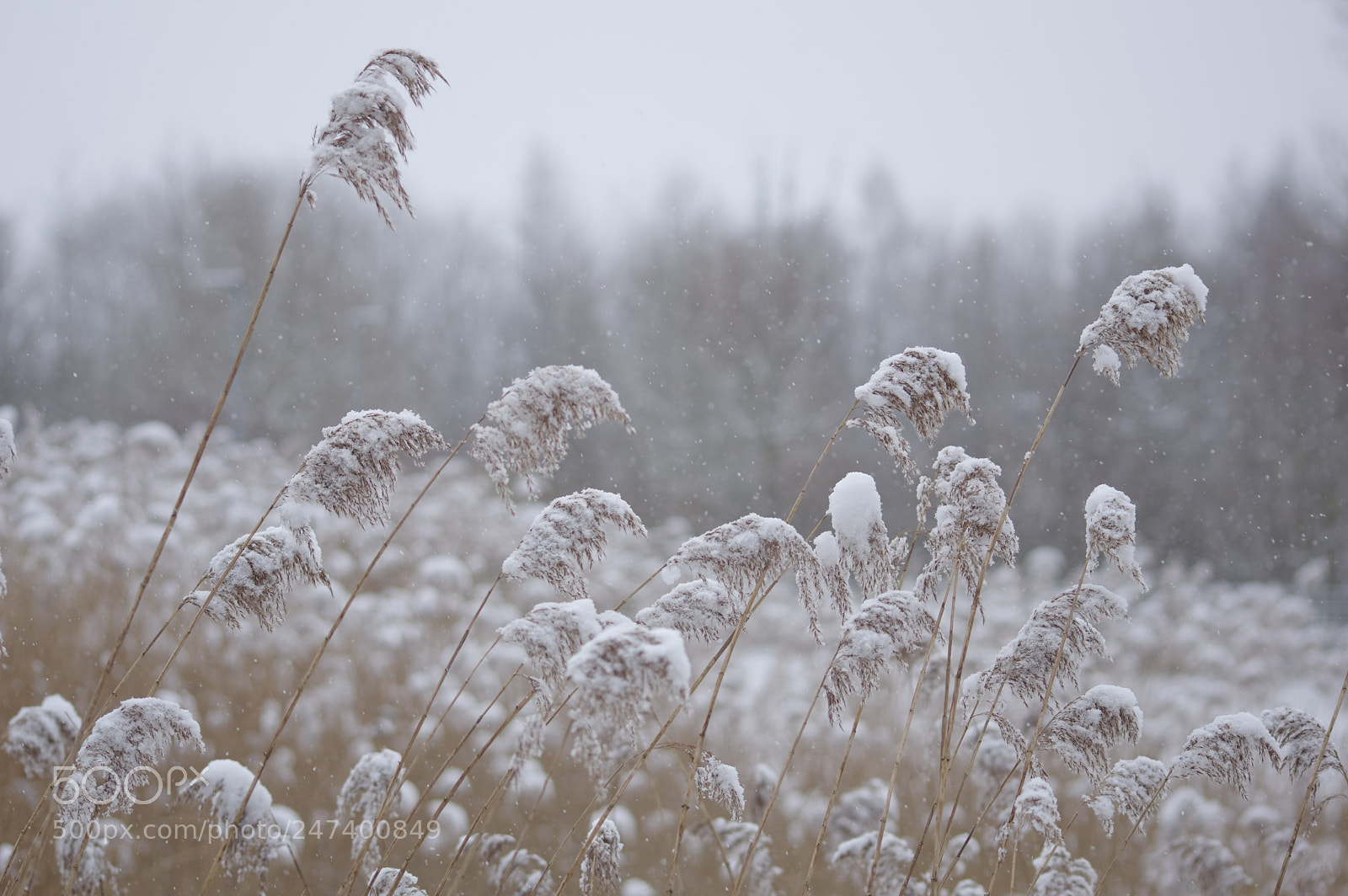 Pentax K-3 sample photo. Winter reed photography