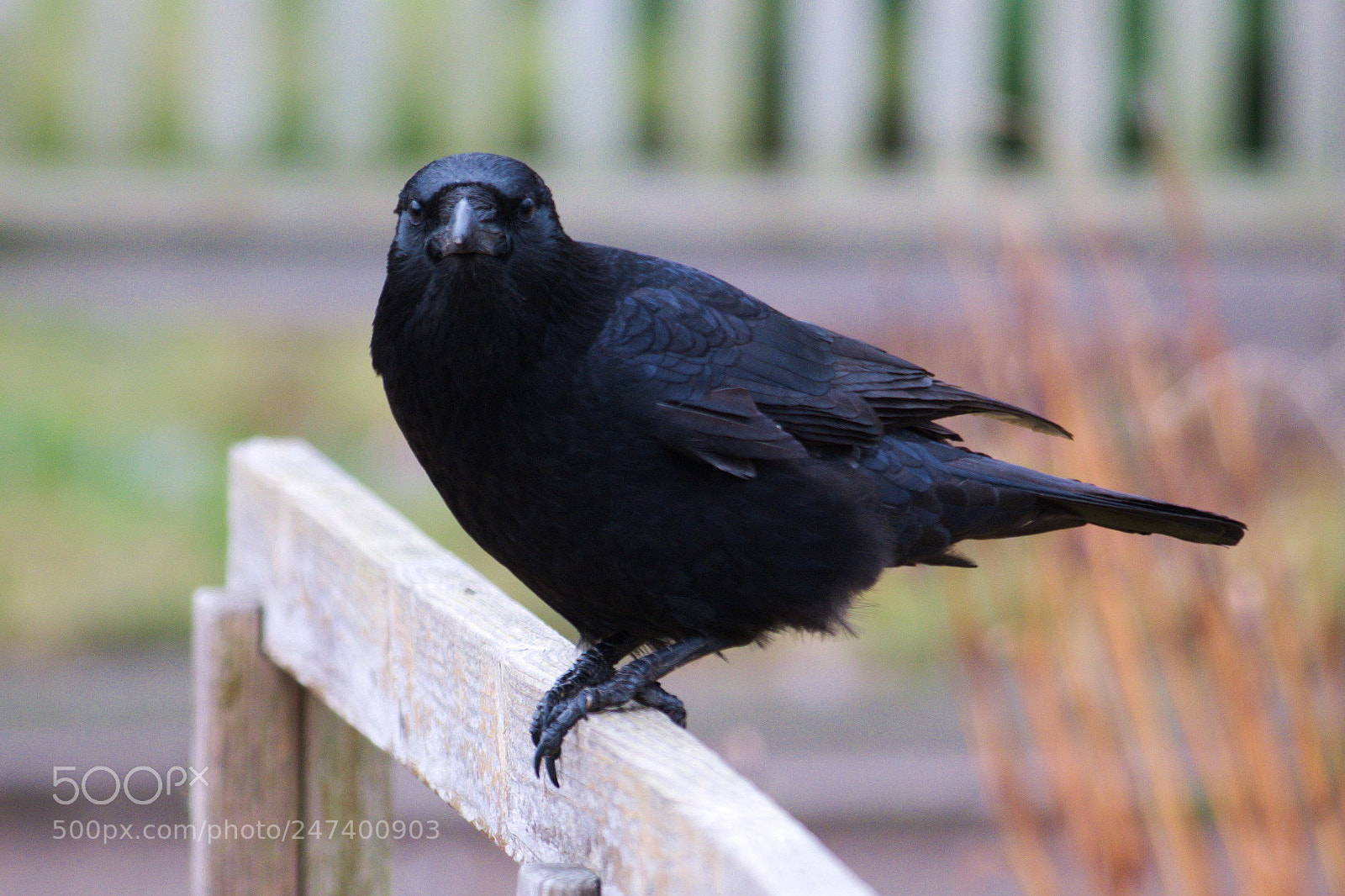 Fujifilm X-T20 sample photo. Raven photography