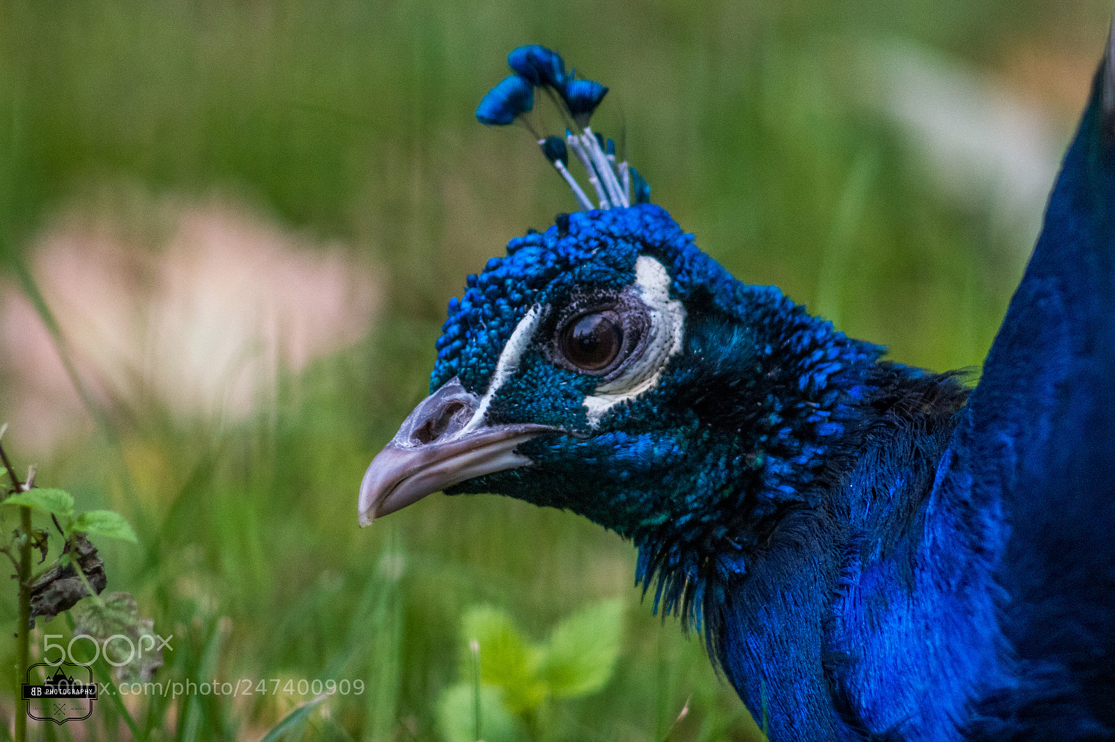 Fujifilm X-E1 sample photo. Peacock portrait photography