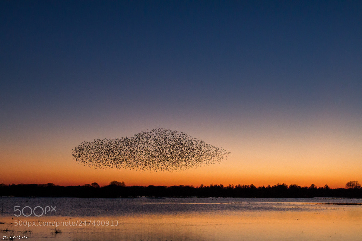 Canon EOS 7D sample photo. Etourneau sansonnet (sturnus vulgaris) photography