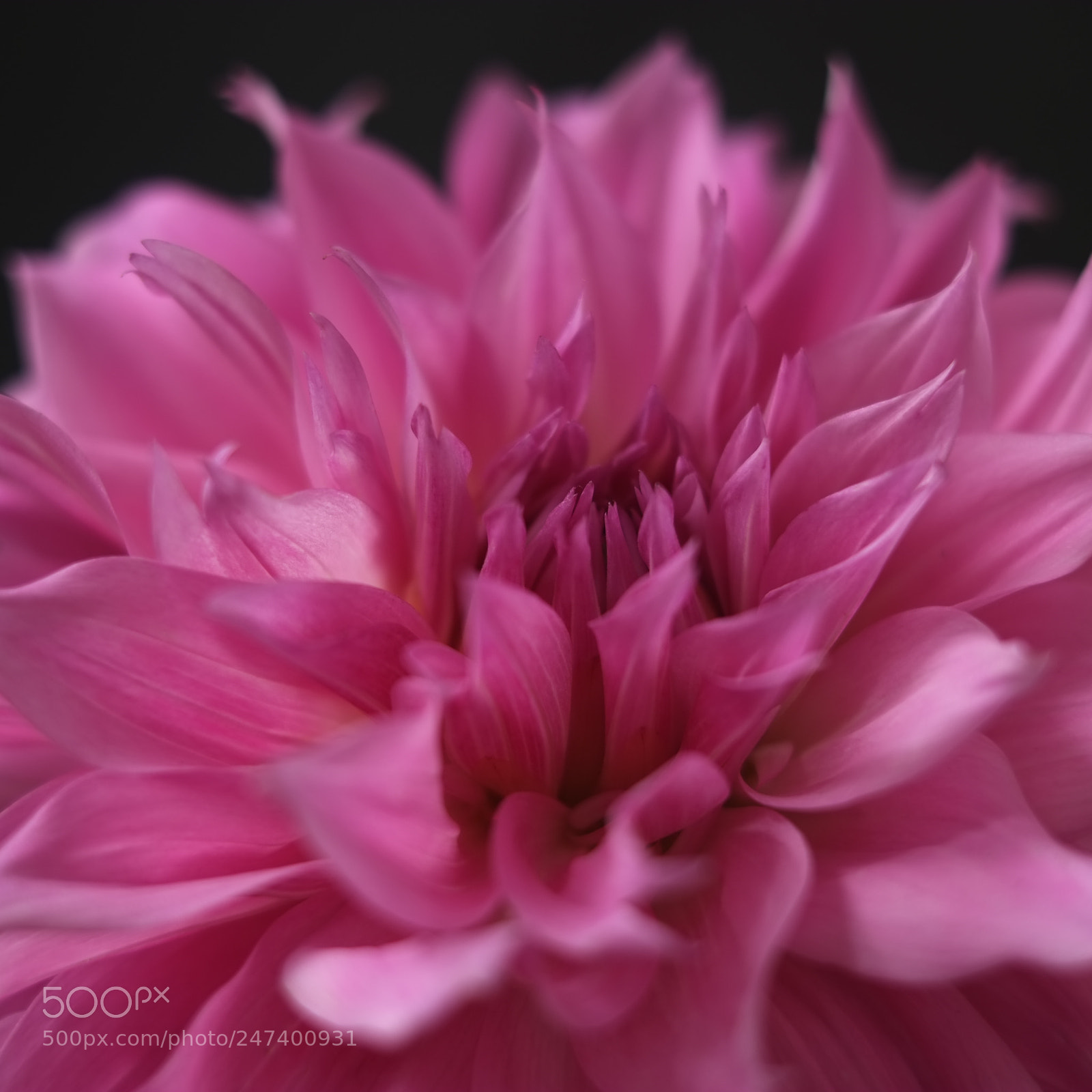 Fujifilm X-E1 sample photo. Dahlia photography