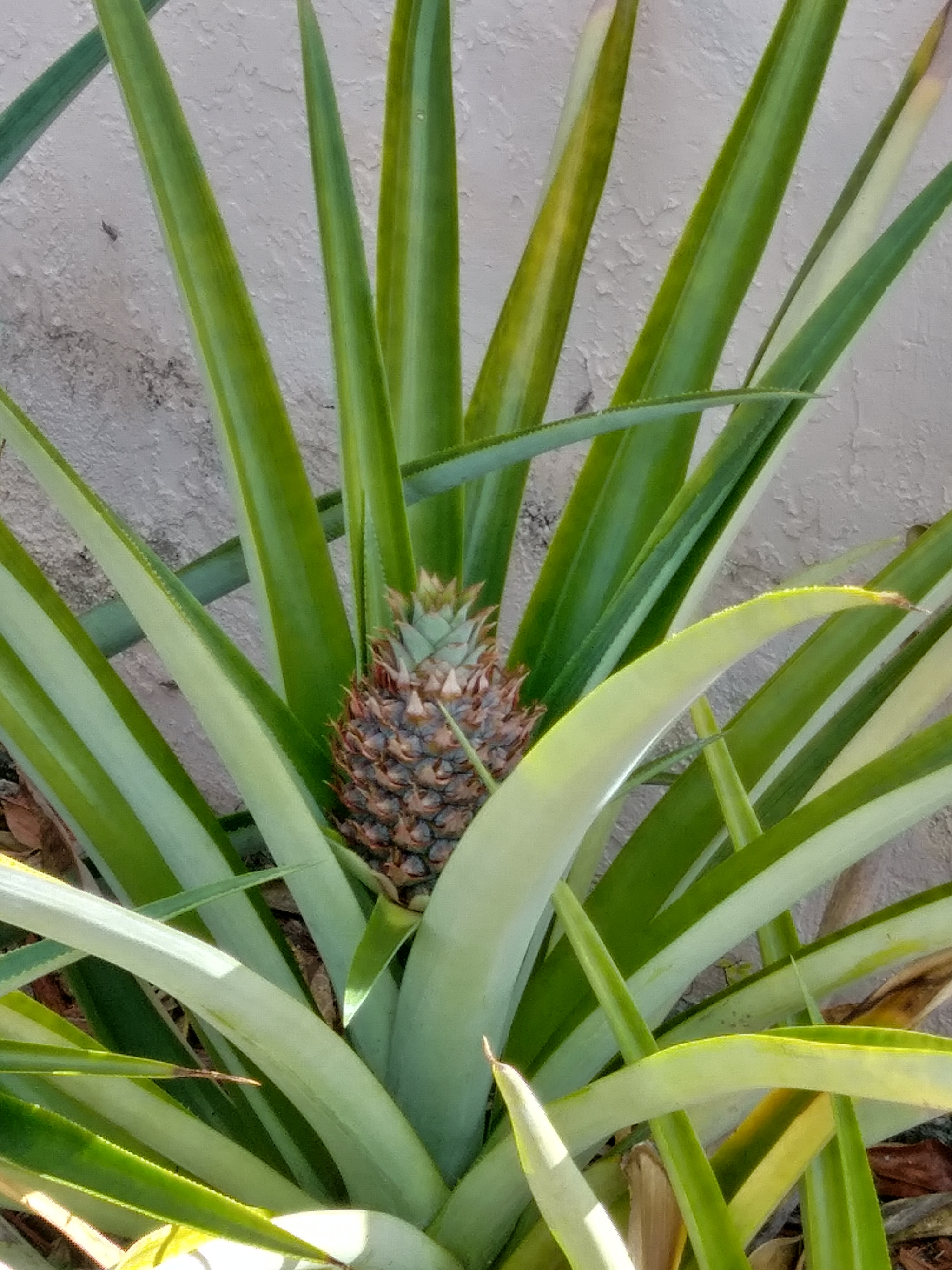 LG STYLO 3 PLUS sample photo. Pineapple growing photography