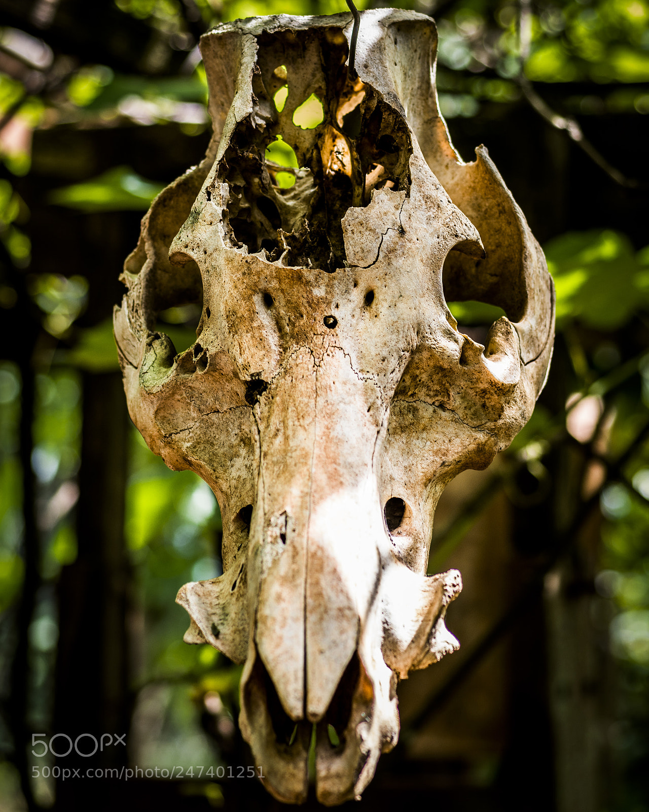 Nikon D7100 sample photo. Skull photography