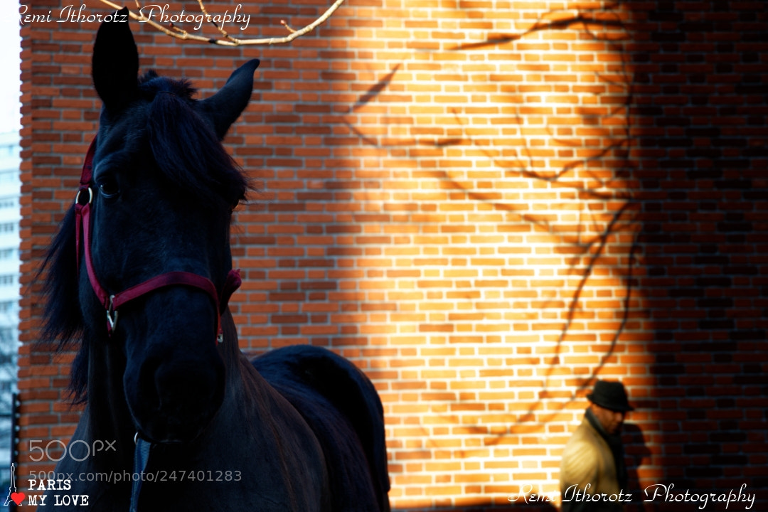 Nikon D850 sample photo. The horse and the photography
