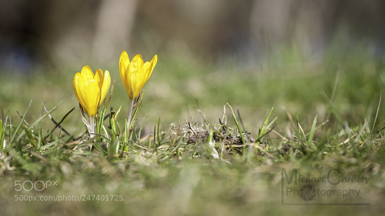 Canon EOS 5D sample photo. First sign of spring photography