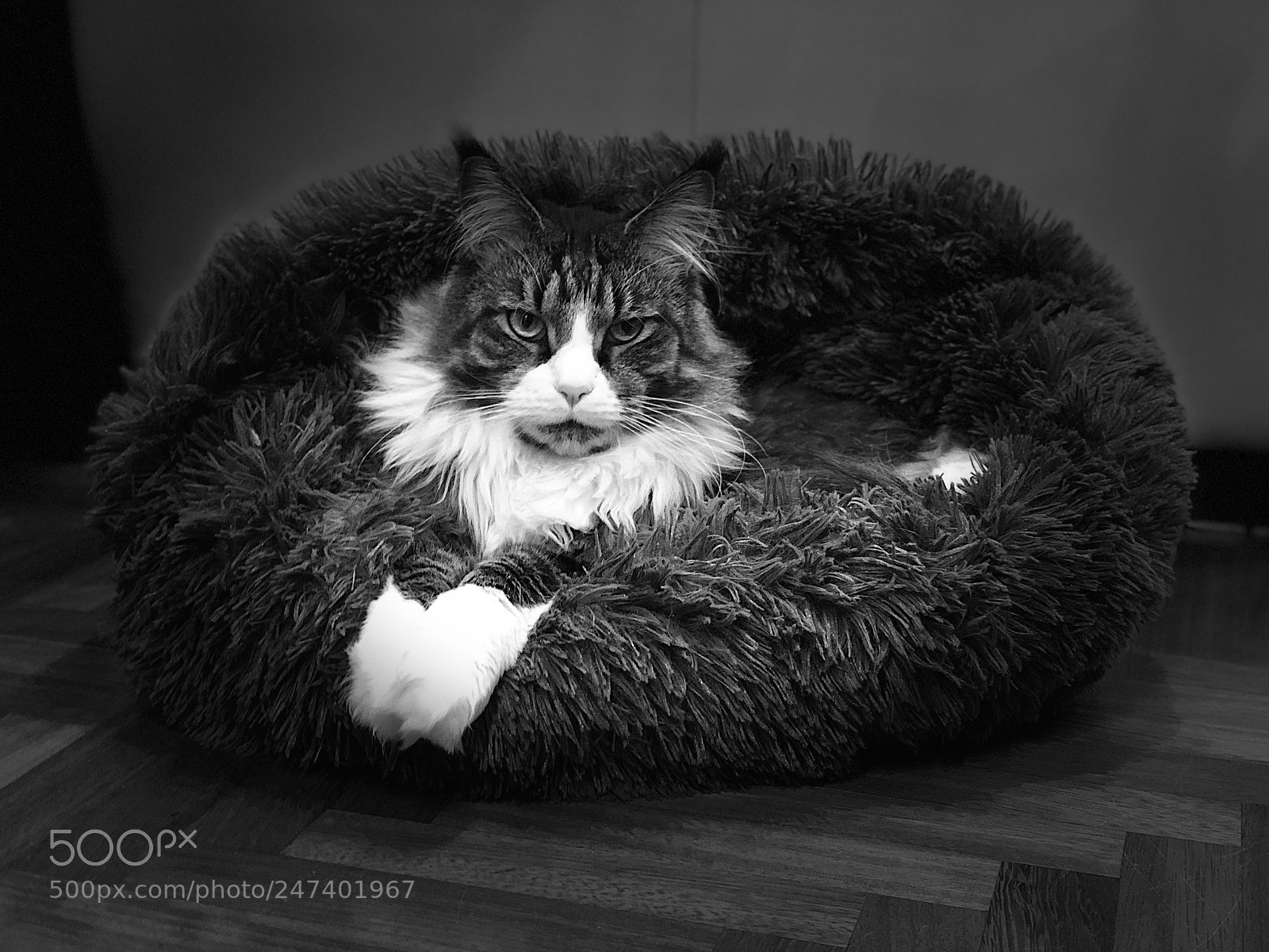 Apple iPhone X sample photo. Hollycoon warrior eowin photography