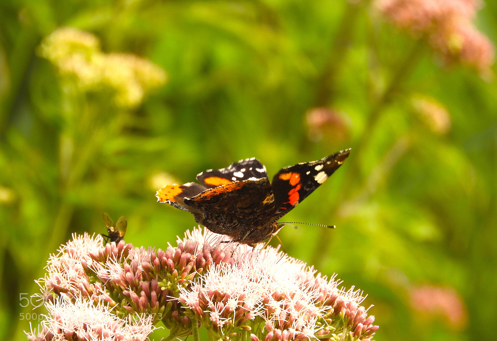 Nikon Coolpix B700 sample photo. Butterfly on flower, with photography