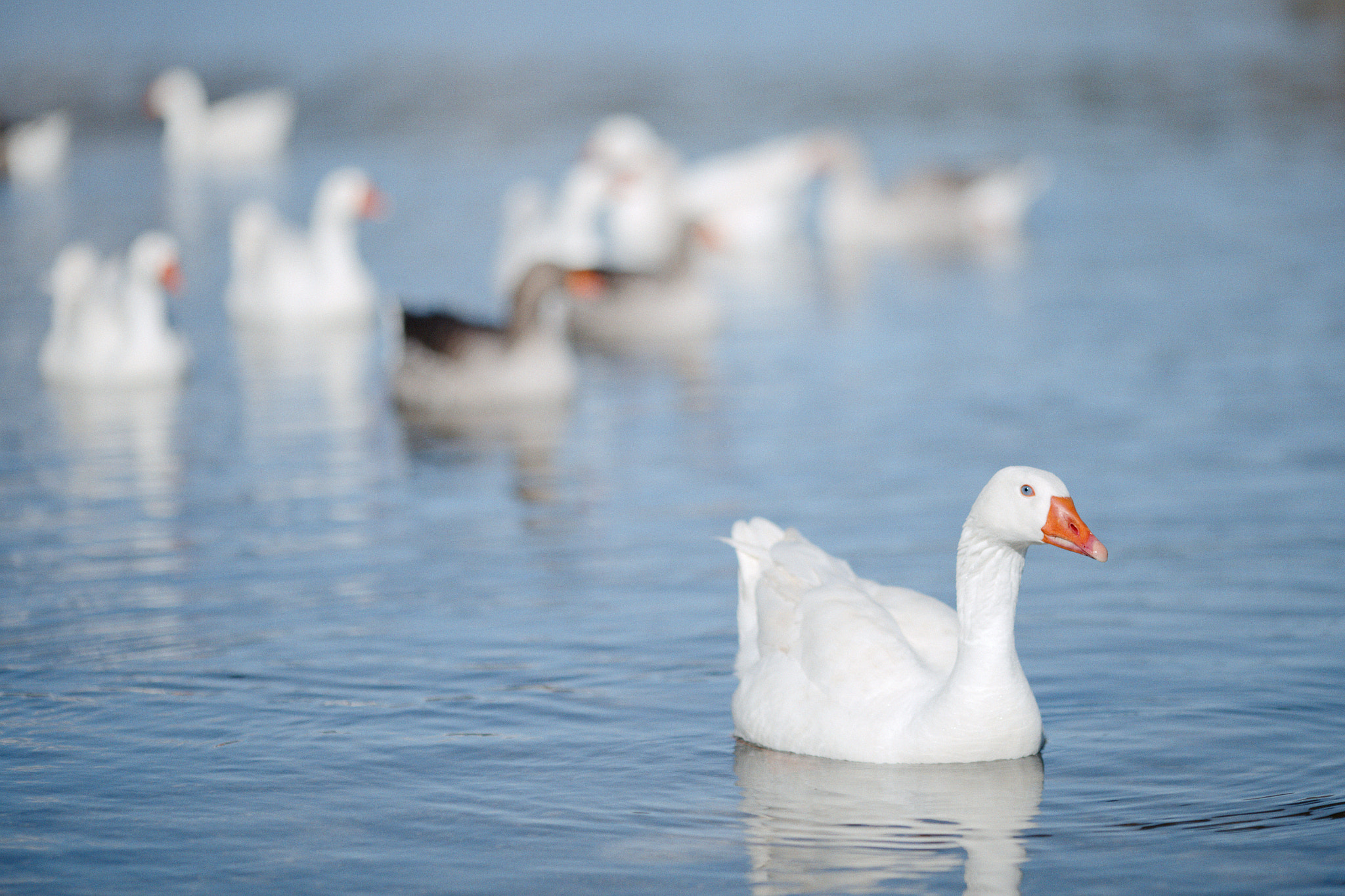 Canon EOS 6D + Canon EF 135mm F2L USM sample photo. Goose in the water photography