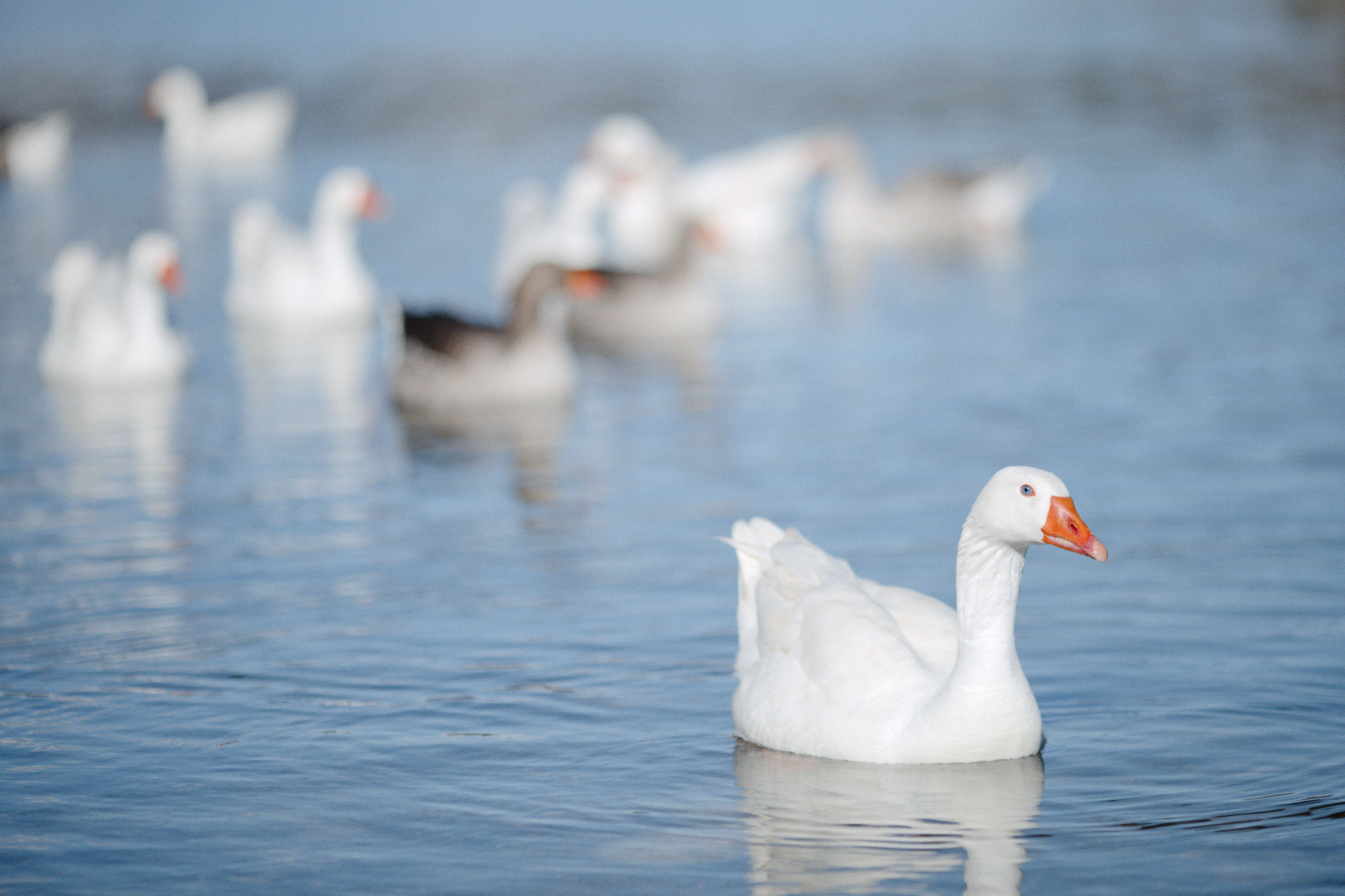 Canon EF 135mm F2L USM sample photo. Goose in the water photography