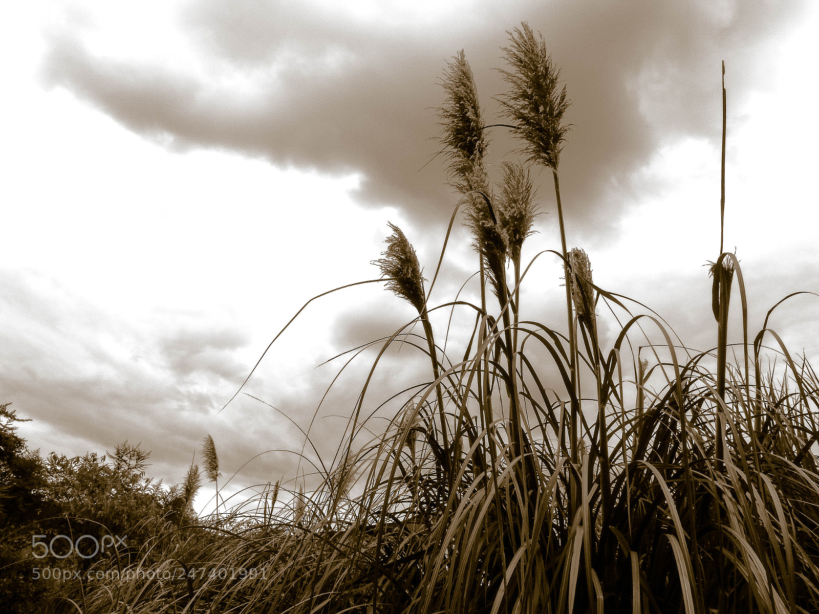 Sony Cyber-shot DSC-H400 sample photo. Naturaleza photography
