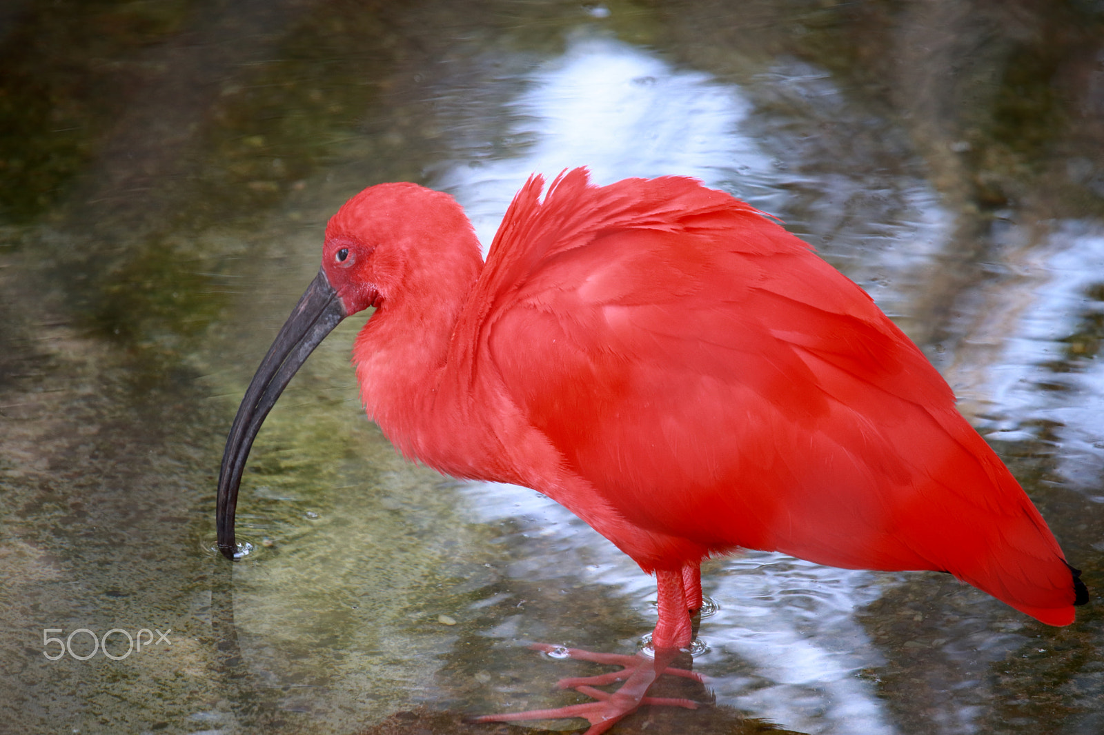 Canon EF-S 55-250mm F4-5.6 IS STM sample photo. Scarlet ibis photography