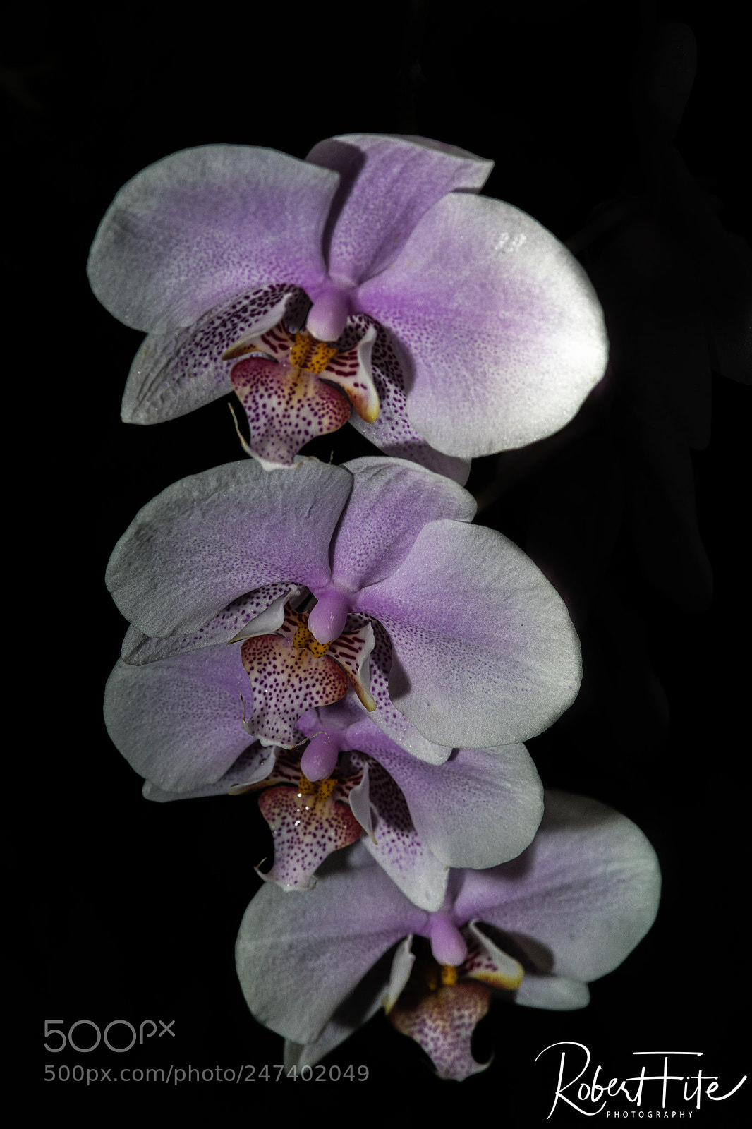Sony ILCA-77M2 sample photo. Purple orchad photography