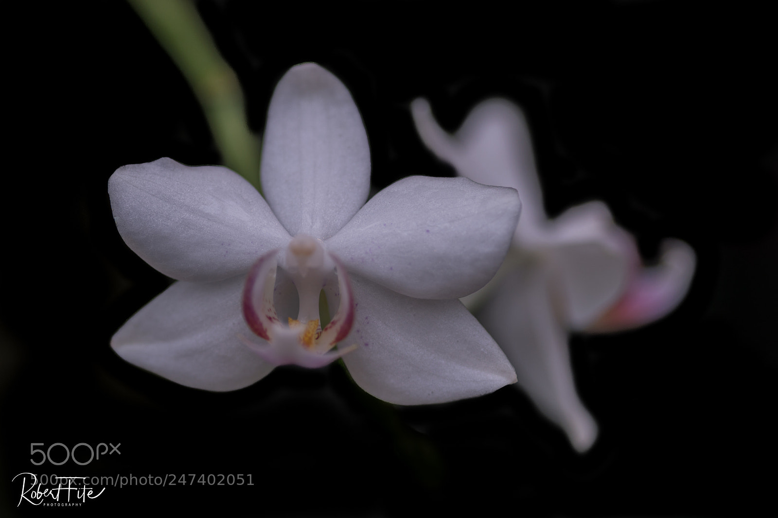 Sony ILCA-77M2 sample photo. White orchad photography