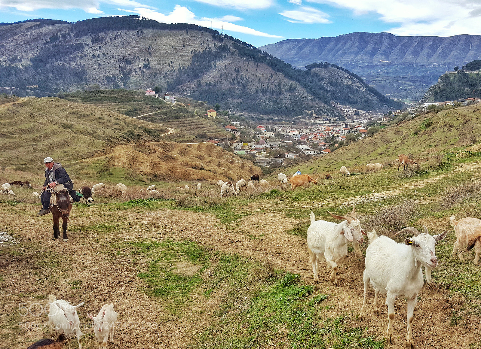 Samsung Galaxy S6 sample photo. Goatherd! photography