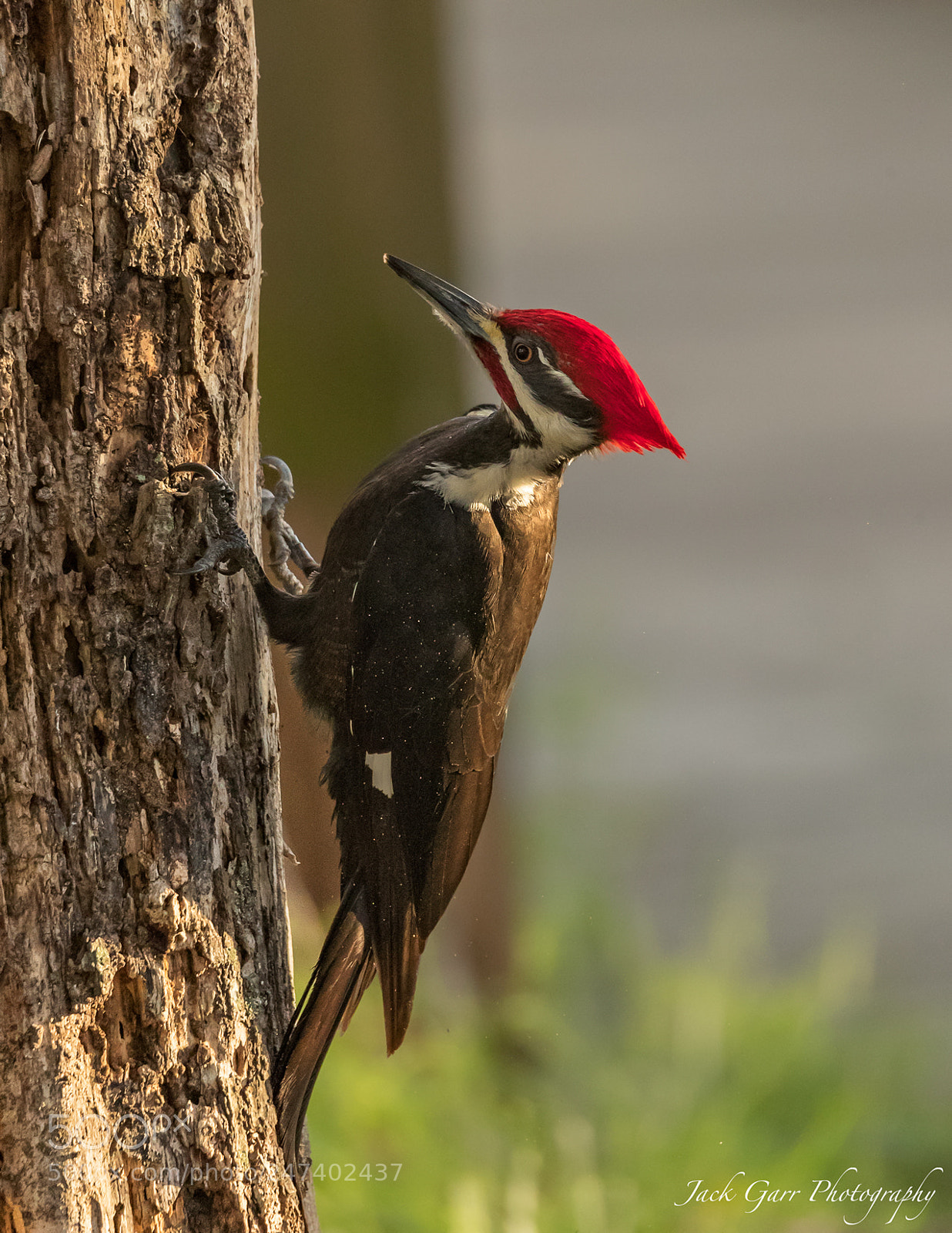 Canon EOS-1D X Mark II sample photo. Pileated woodpeacker photography