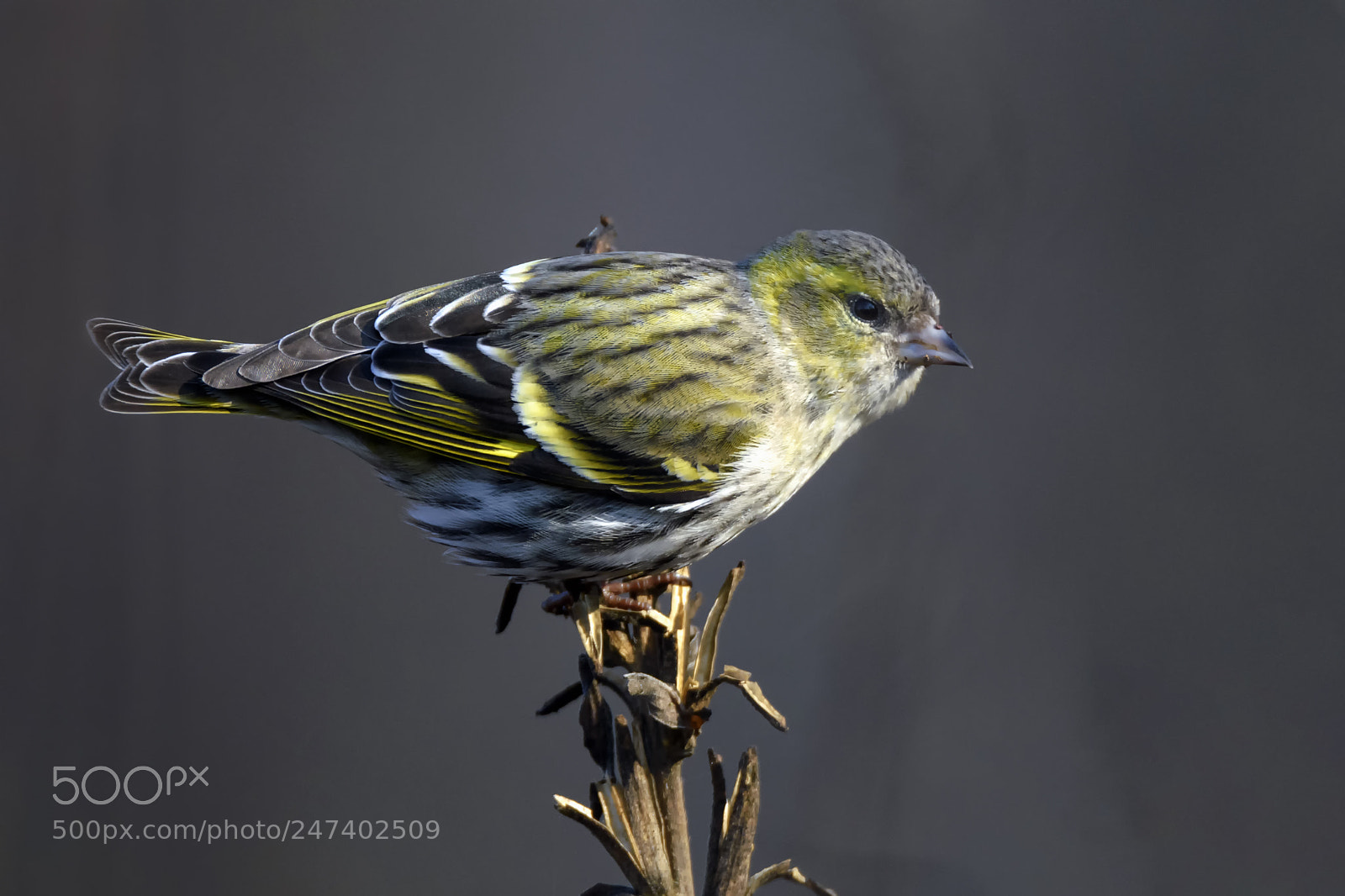 Nikon D7200 sample photo. Eurasian siskin photography