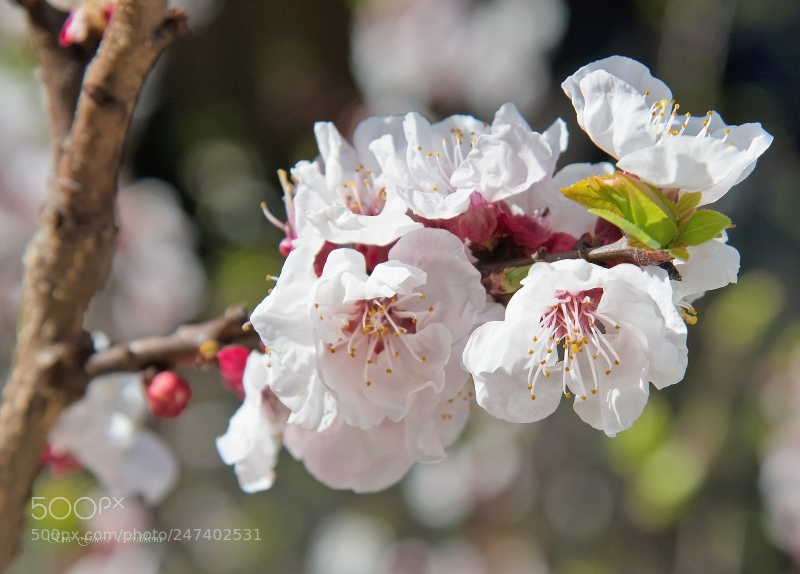 Nikon D610 sample photo. Spring photography