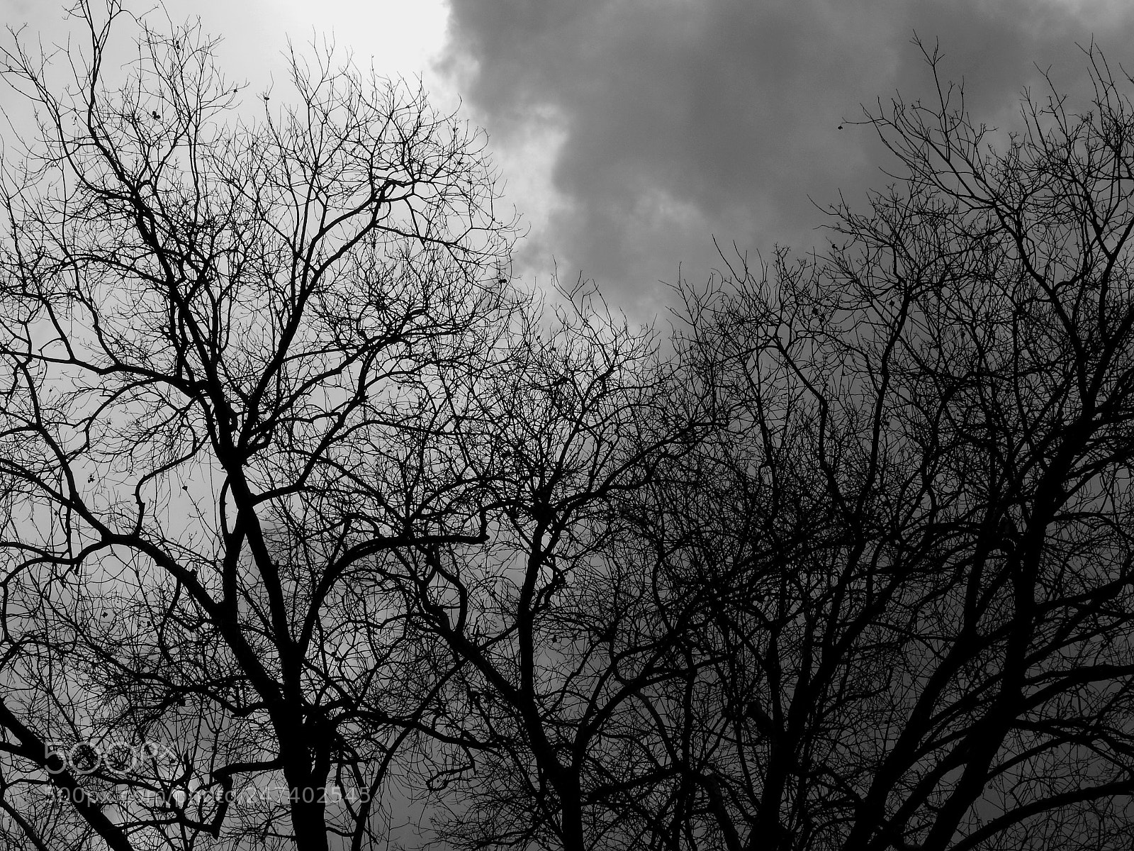 Nikon Coolpix P610 sample photo. Bare trees photography