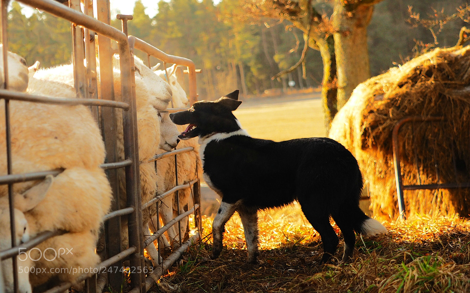 Olympus OM-D E-M1 sample photo. Keeping order photography