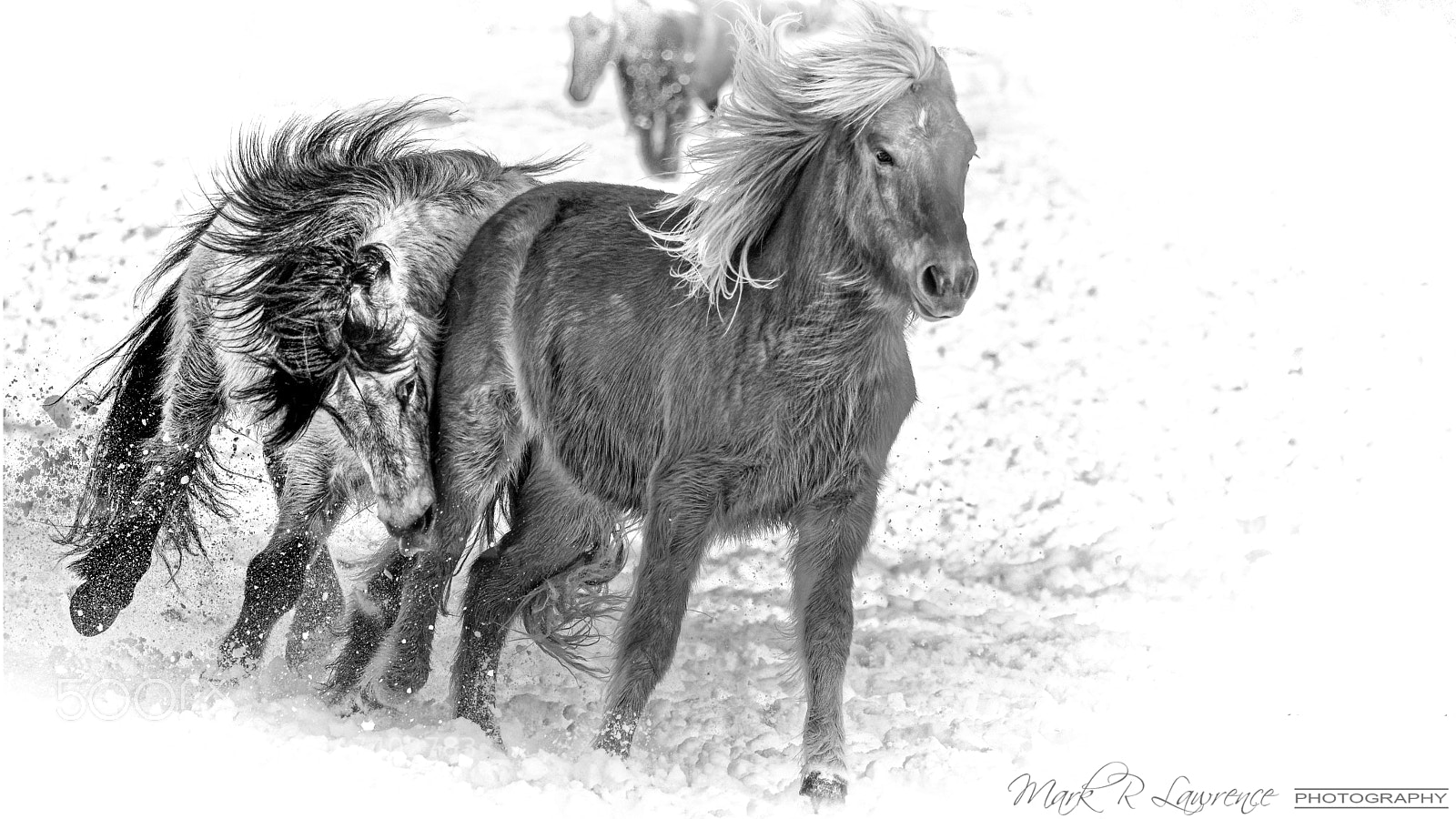 Nikon D810 sample photo. Geldings in the snow photography