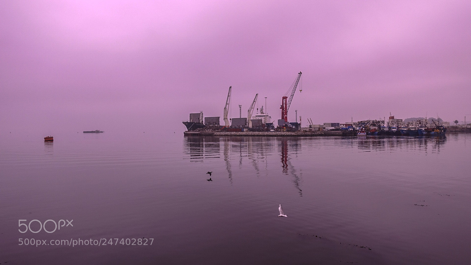 Sony Cyber-shot DSC-RX100 IV sample photo. Purple sea photography