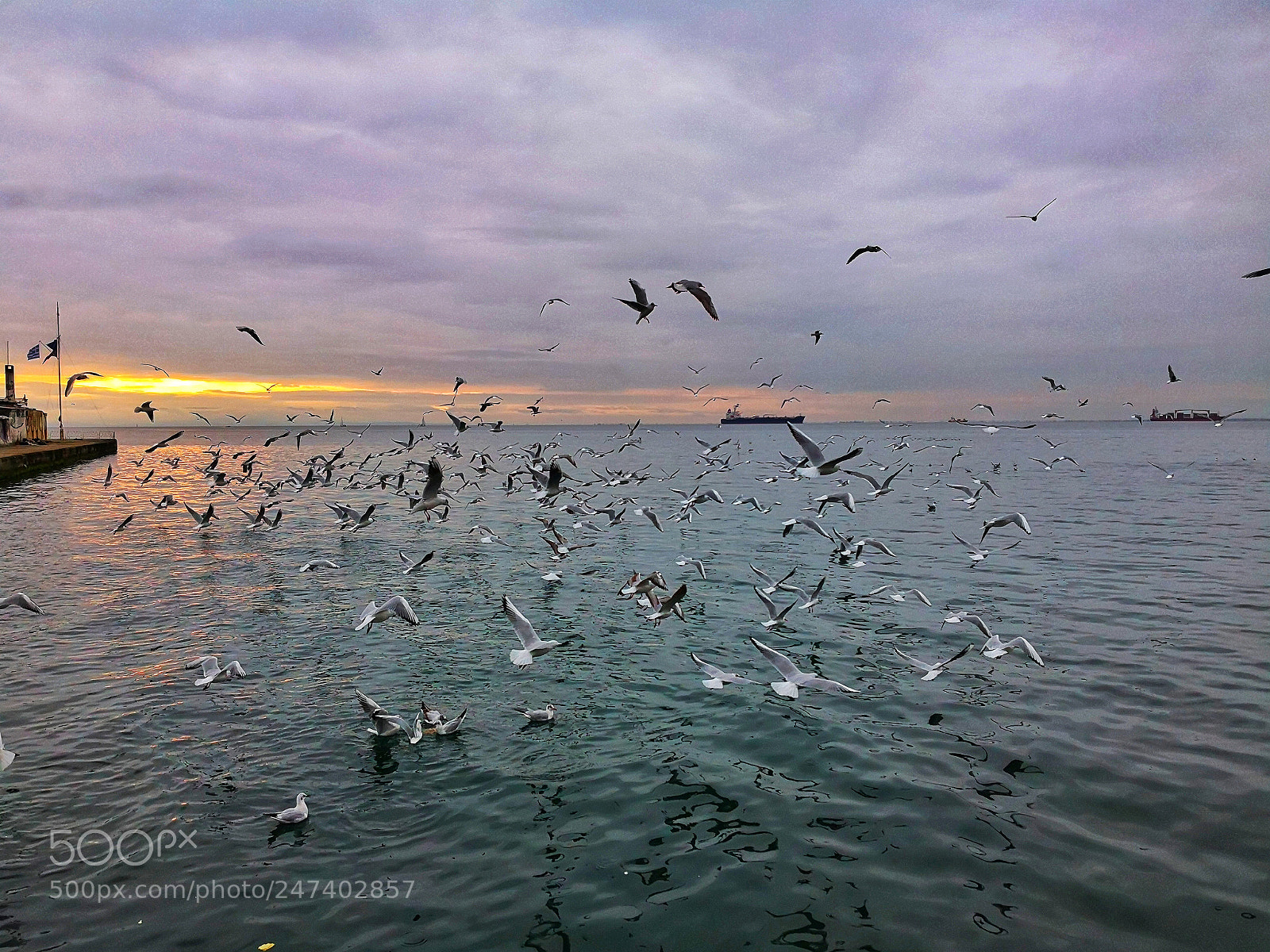 HUAWEI Mate 10 Pro sample photo. Birds at the seaside photography