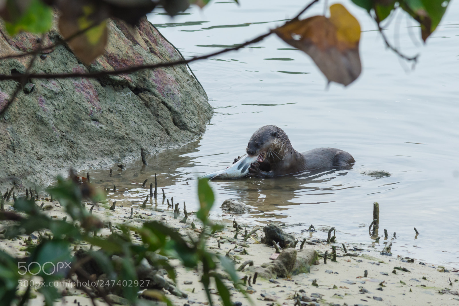 Nikon D7200 sample photo. Catch of the day photography