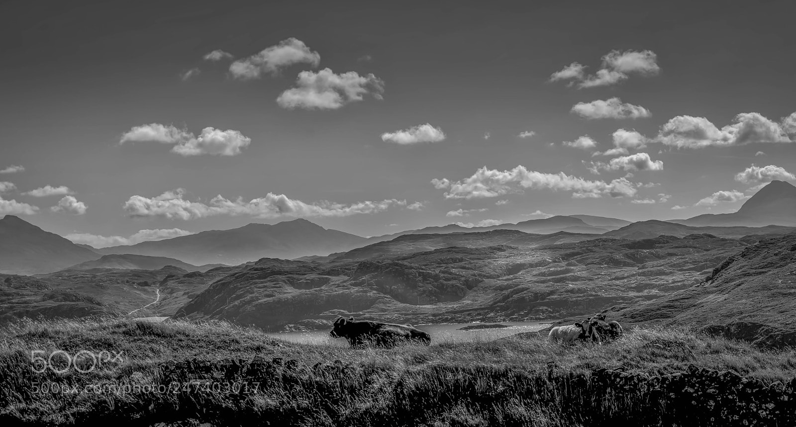 Sony a7R II sample photo. Cows with a veiw photography