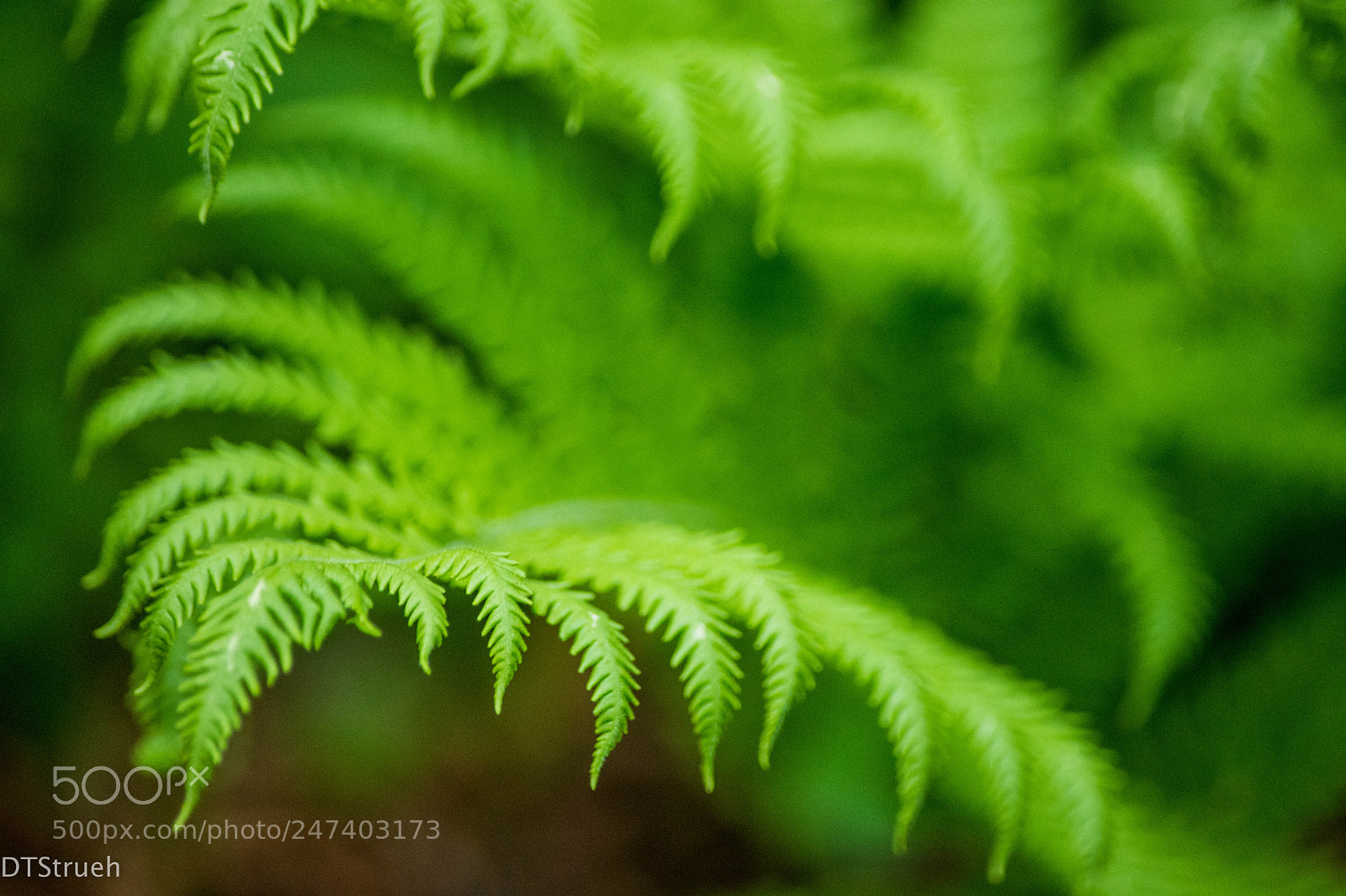 Nikon D7200 sample photo. The green of spring photography