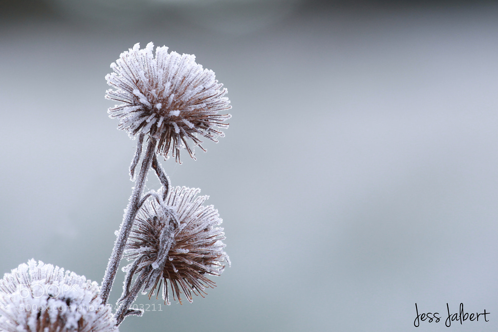 Canon EOS 550D (EOS Rebel T2i / EOS Kiss X4) sample photo. Frost photography