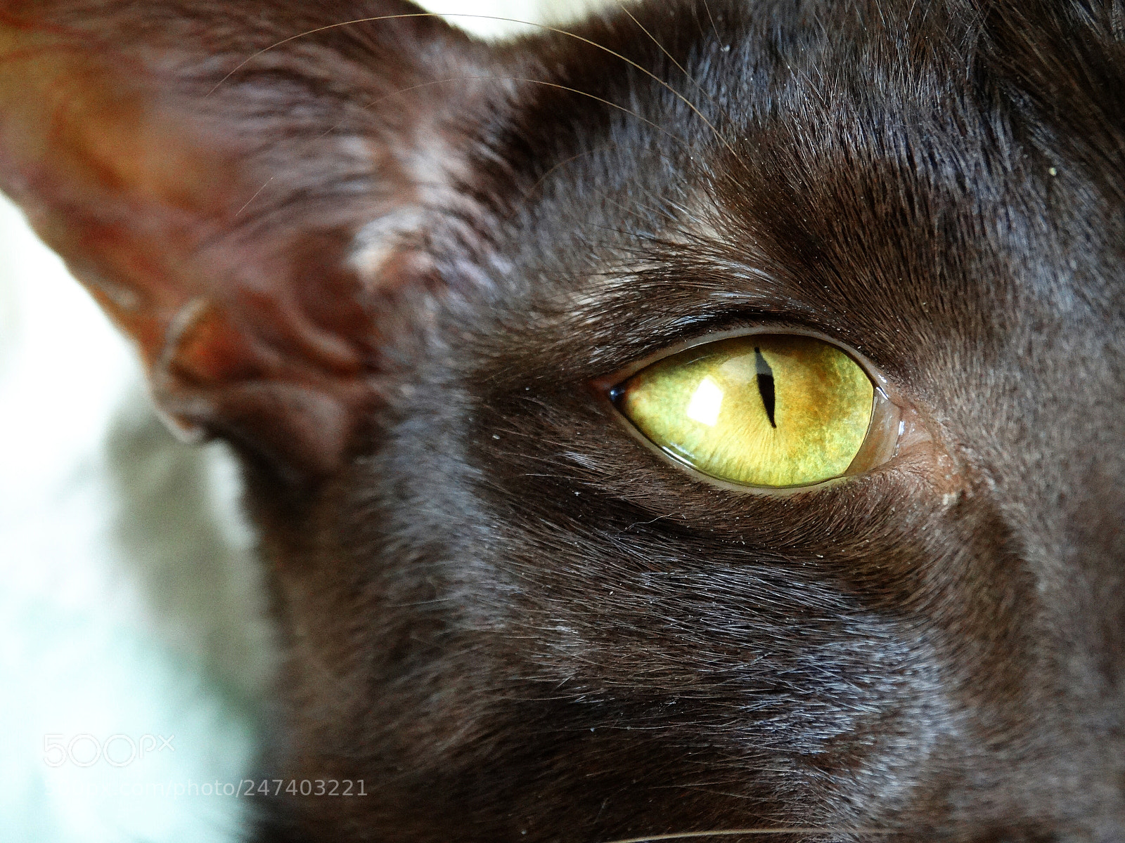 Sony Cyber-shot DSC-HX300 sample photo. Diego photography