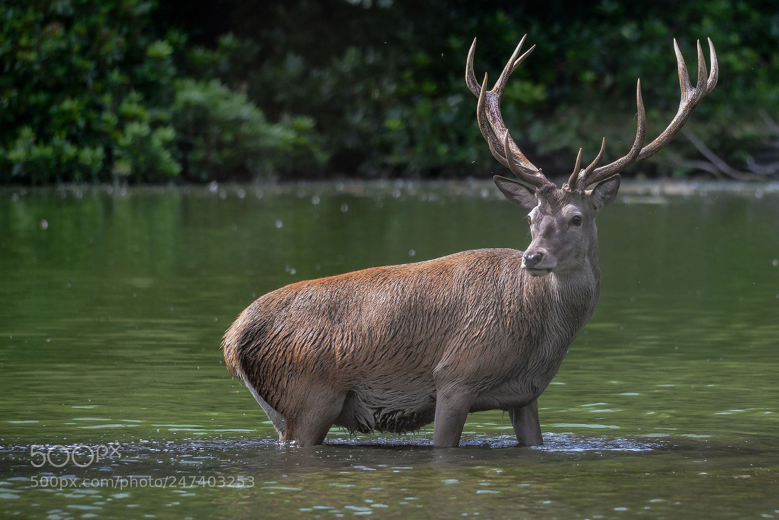 Nikon D610 sample photo. Deer photography
