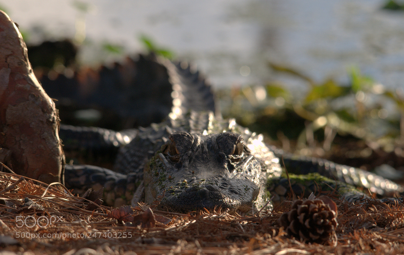 Nikon D300 sample photo. Eye to eye photography