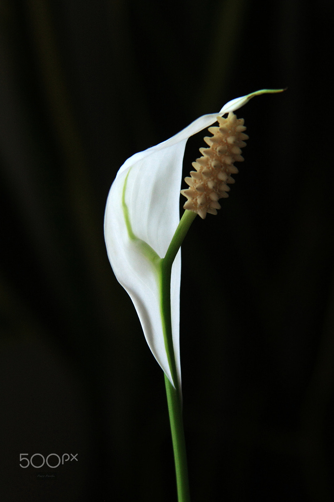 Canon EF 28-200mm F3.5-5.6 USM sample photo. Flor de spatifillum photography
