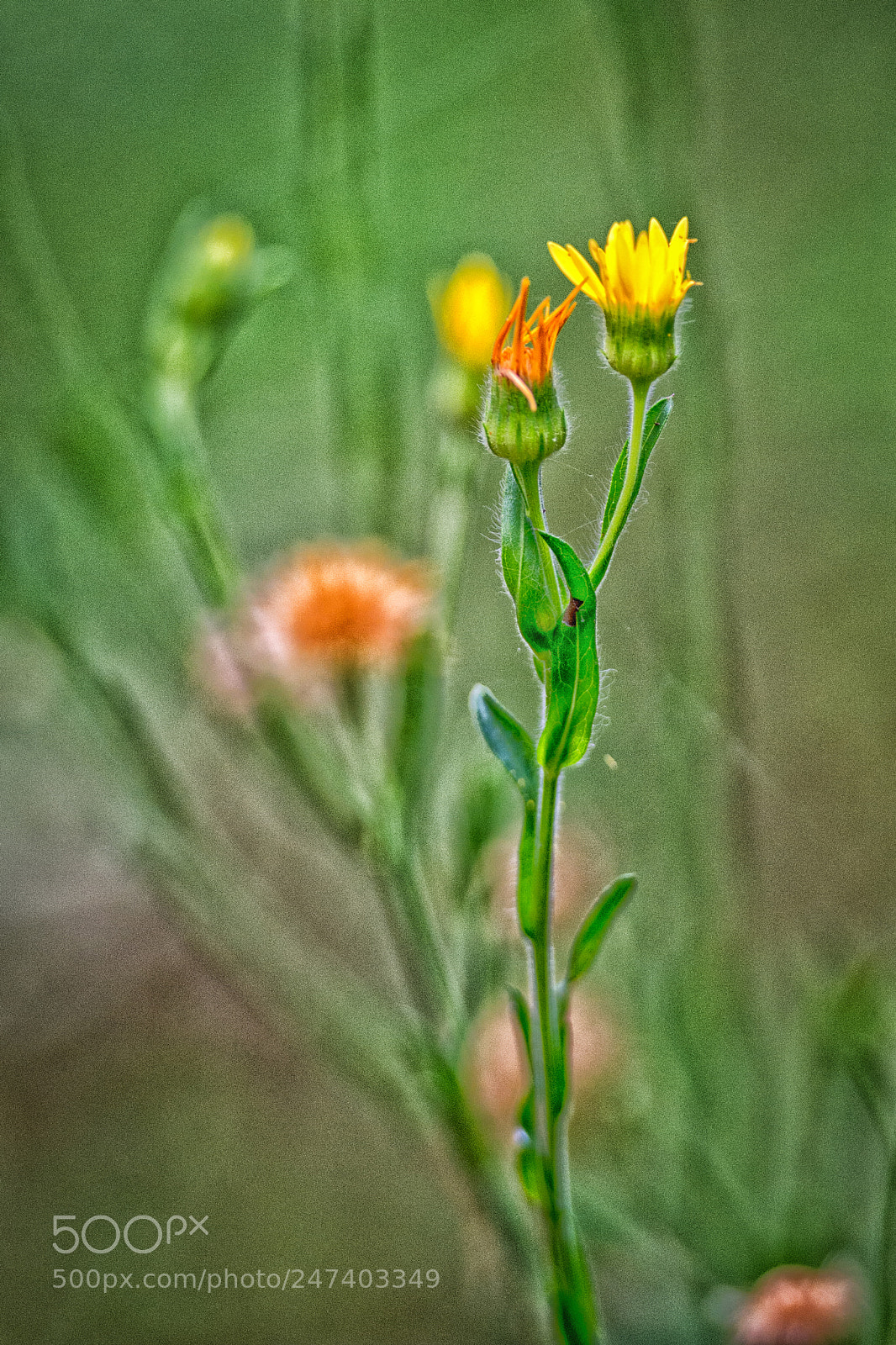Nikon D7100 sample photo. 0028 photography