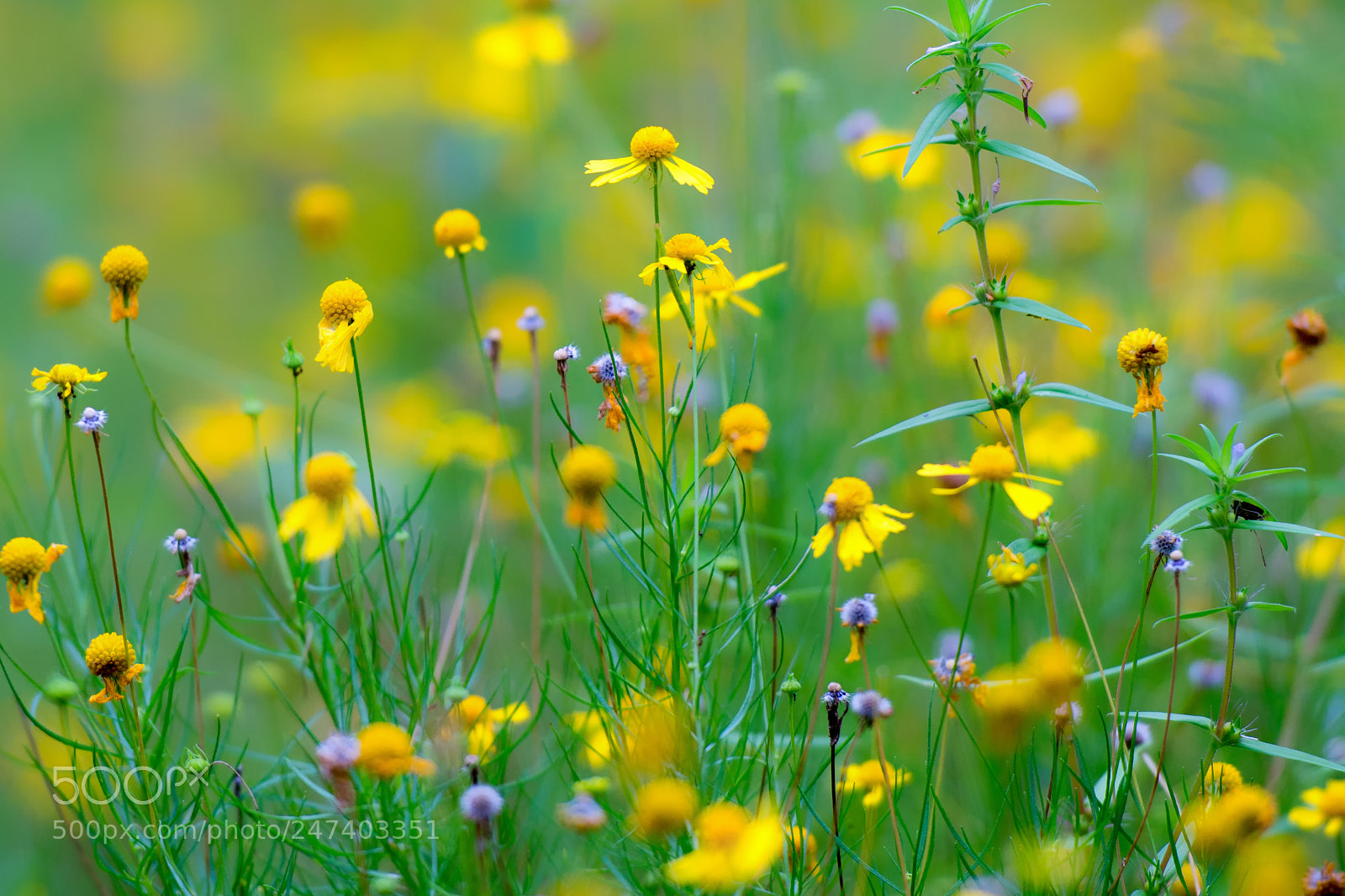 Nikon D7100 sample photo. 0033 photography