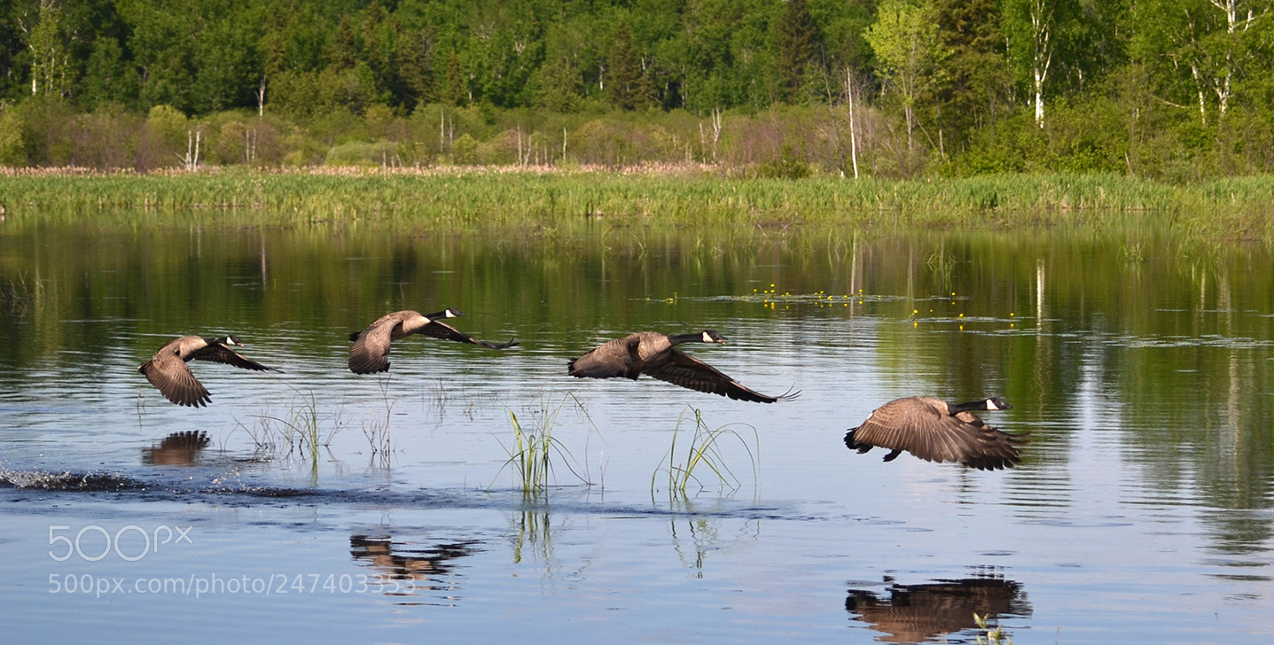 Nikon D3100 sample photo. Canada geese/bernaches photography