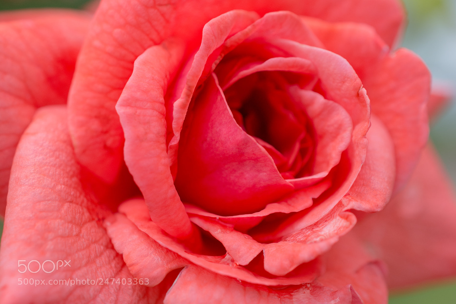 Nikon D7100 sample photo. 0042 photography