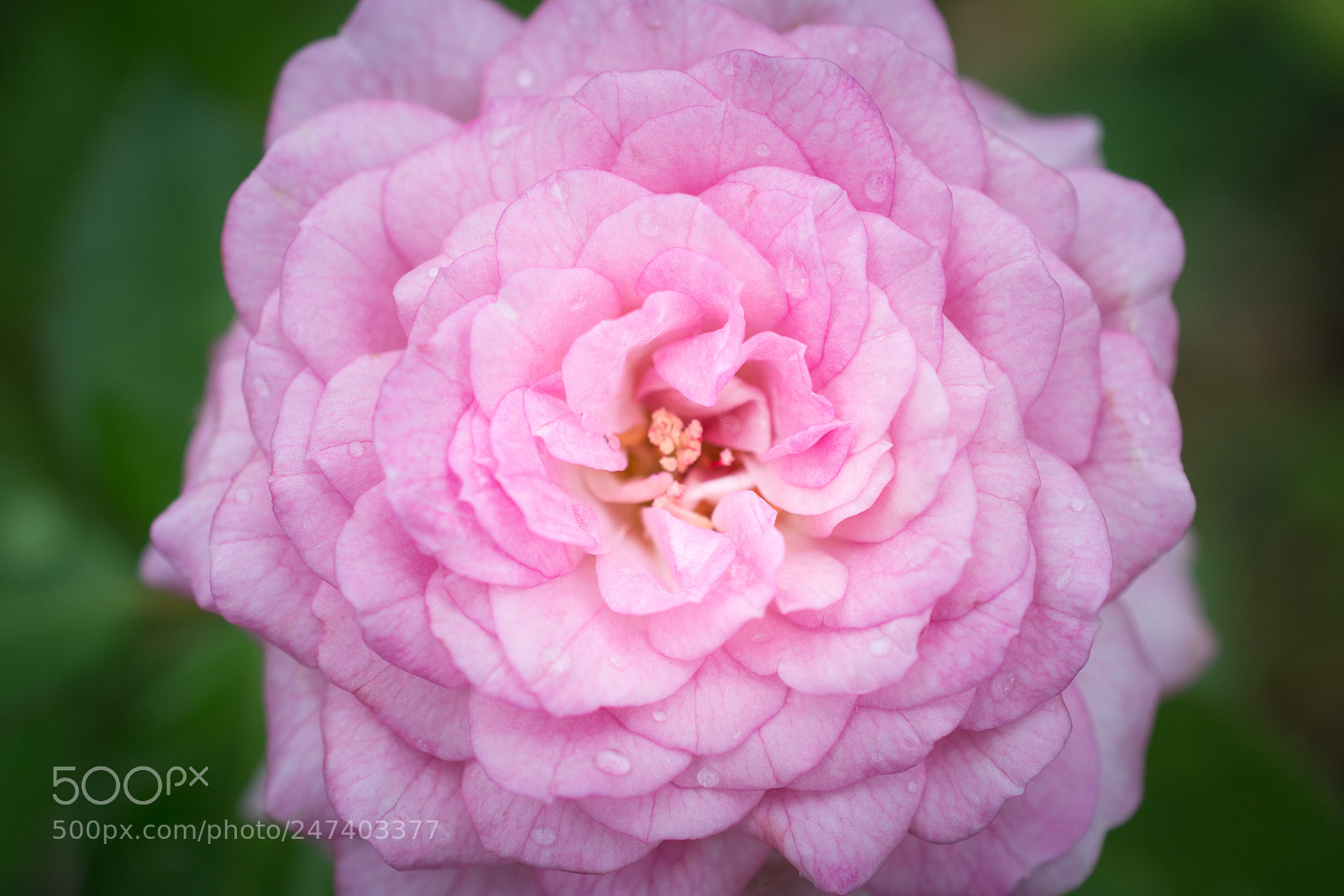 Nikon D7100 sample photo. 0066 photography