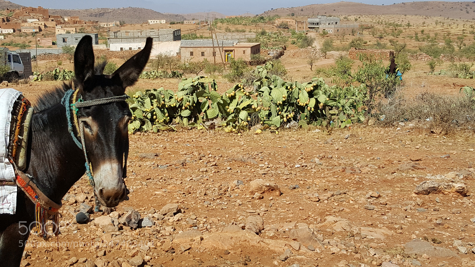 Samsung Galaxy S6 sample photo. Donkey photography