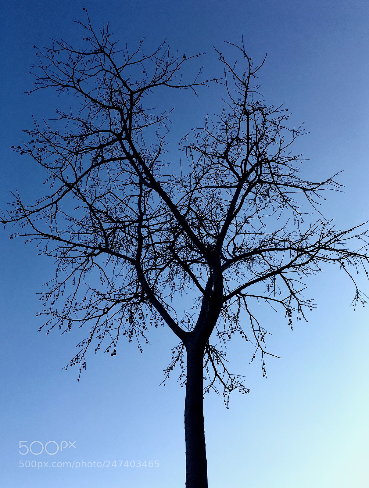 Apple iPad Pro sample photo. Llidoner photography