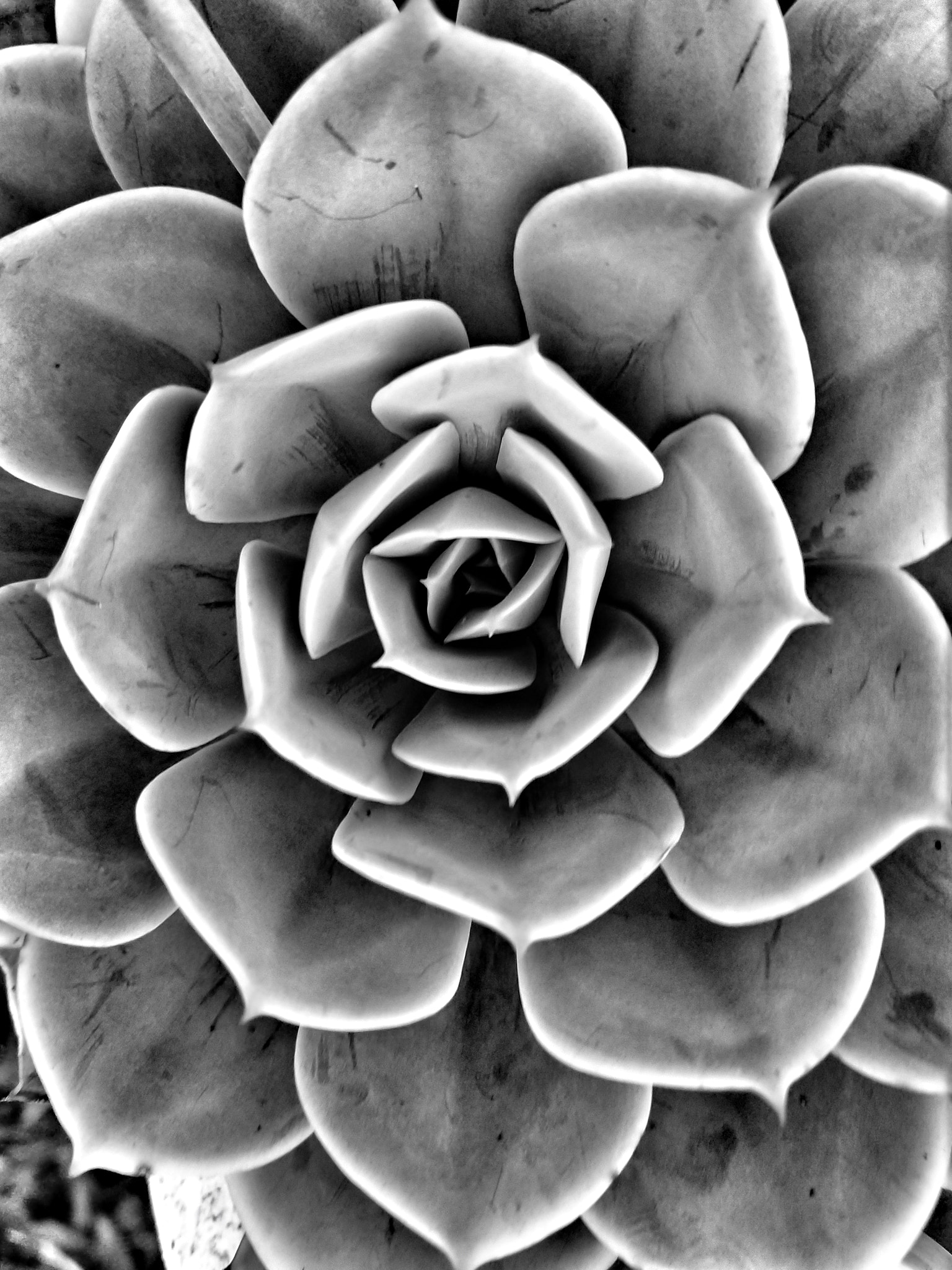 Motorola moto x4 sample photo