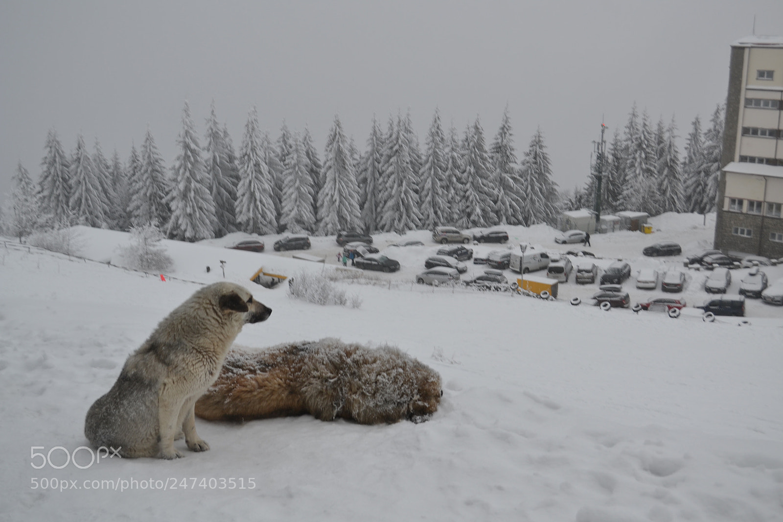 Nikon D3100 sample photo. Sinaia, romania, 1400m, -6 photography