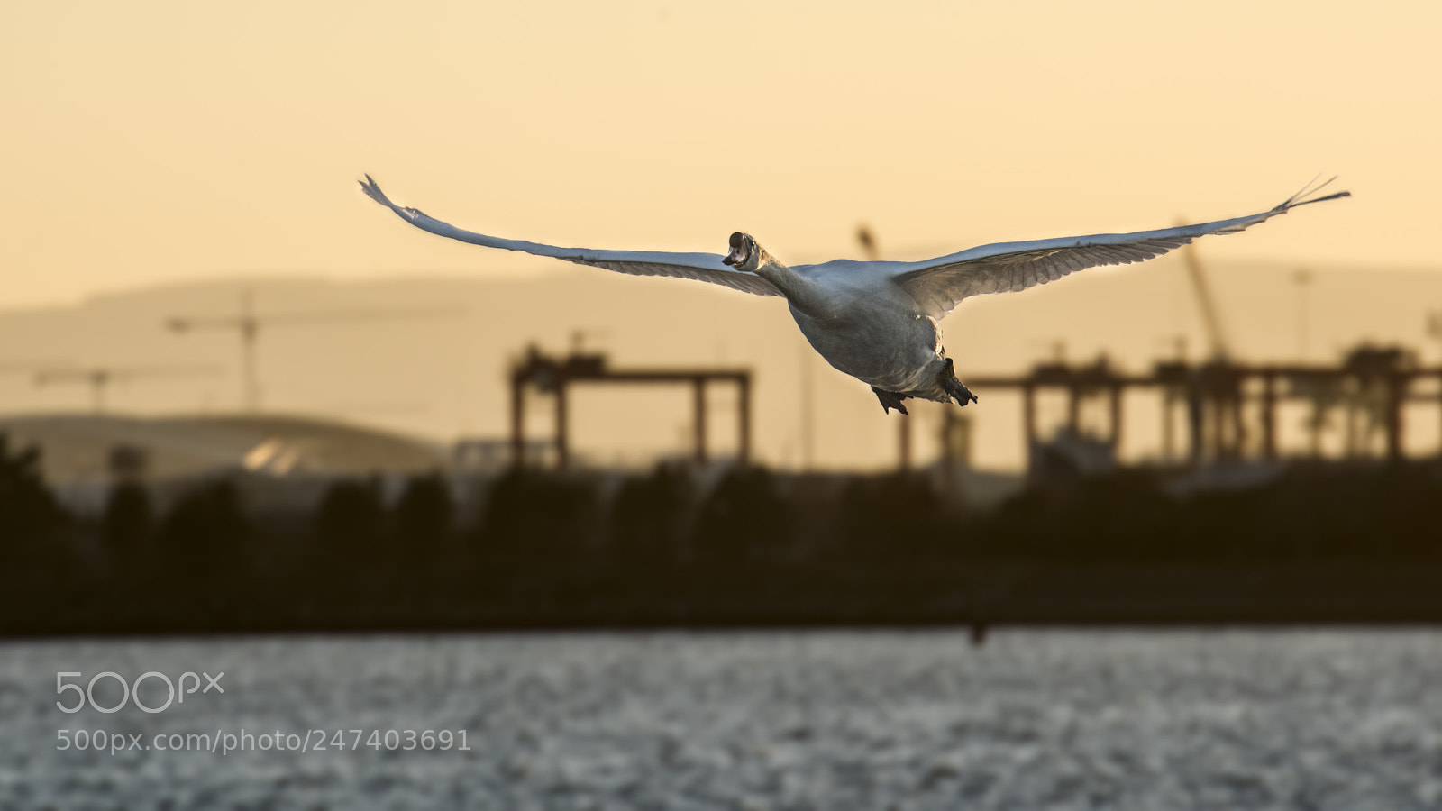 Nikon D810 sample photo. Unexpected guest photography